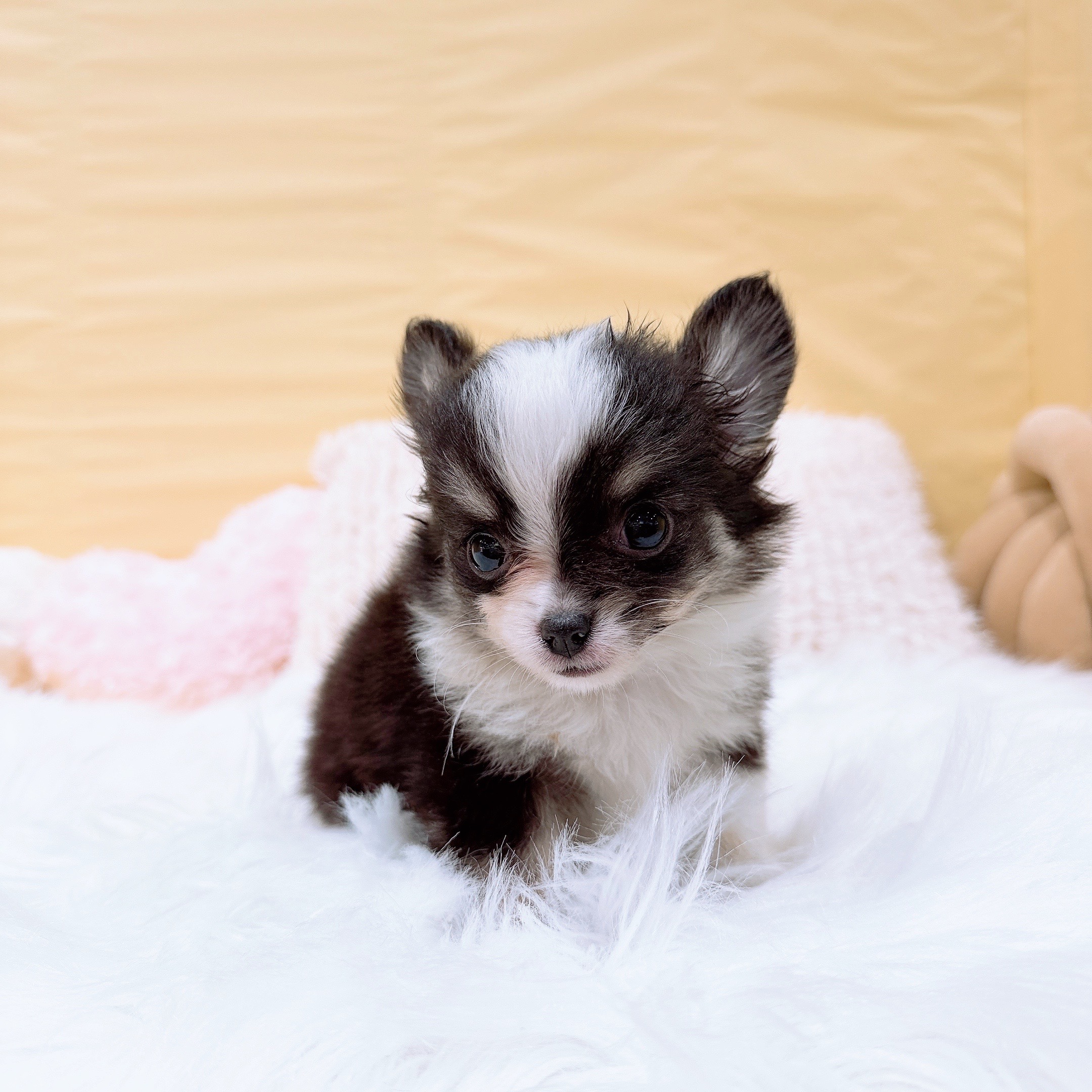 神奈川県のチワワ(ロング) (犬の家＆猫の里元住吉ブレーメン通り店/2026年2月1日生まれ/男の子/ブラックタンホワイト)の子犬の4枚目の画像