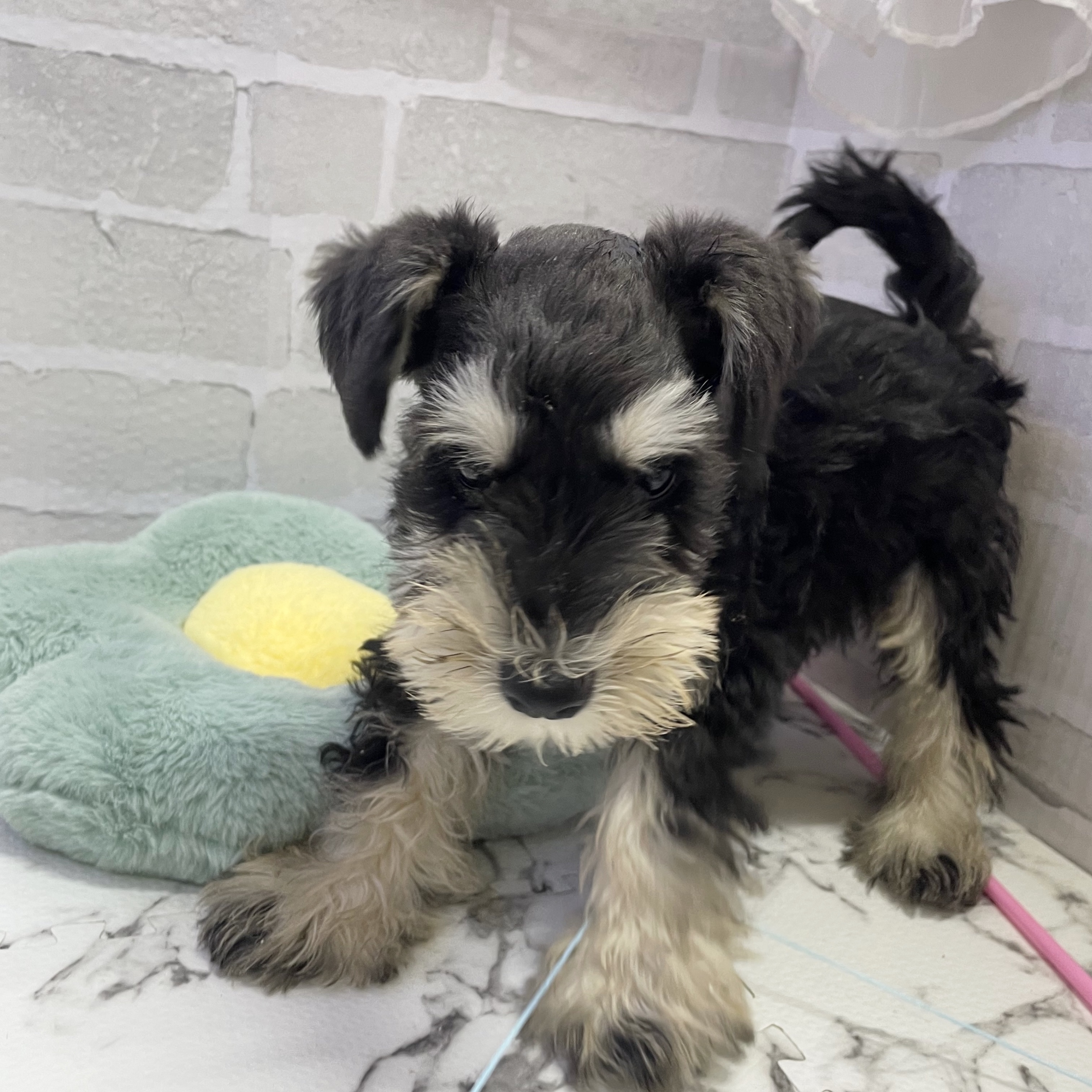 愛知県のミニチュアシュナウザー (犬の家＆猫の里岡崎店/2025年9月7日生まれ/男の子/ブラックシルバー)の子犬の4枚目の画像