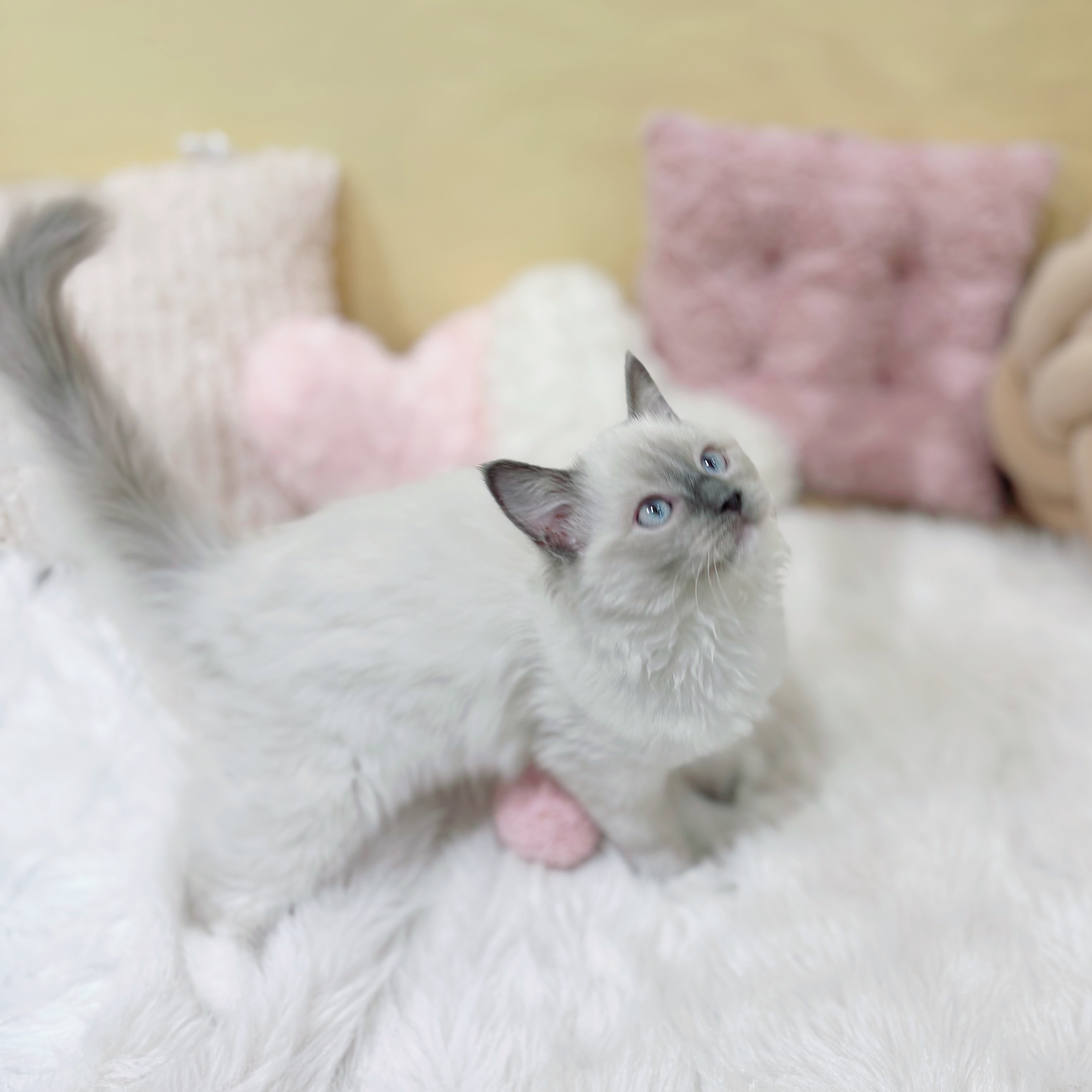神奈川県のラグドール (犬の家＆猫の里元住吉ブレーメン通り店/2025年10月31日生まれ/女の子/ブルーポイントミテッド)の子猫の4枚目の画像