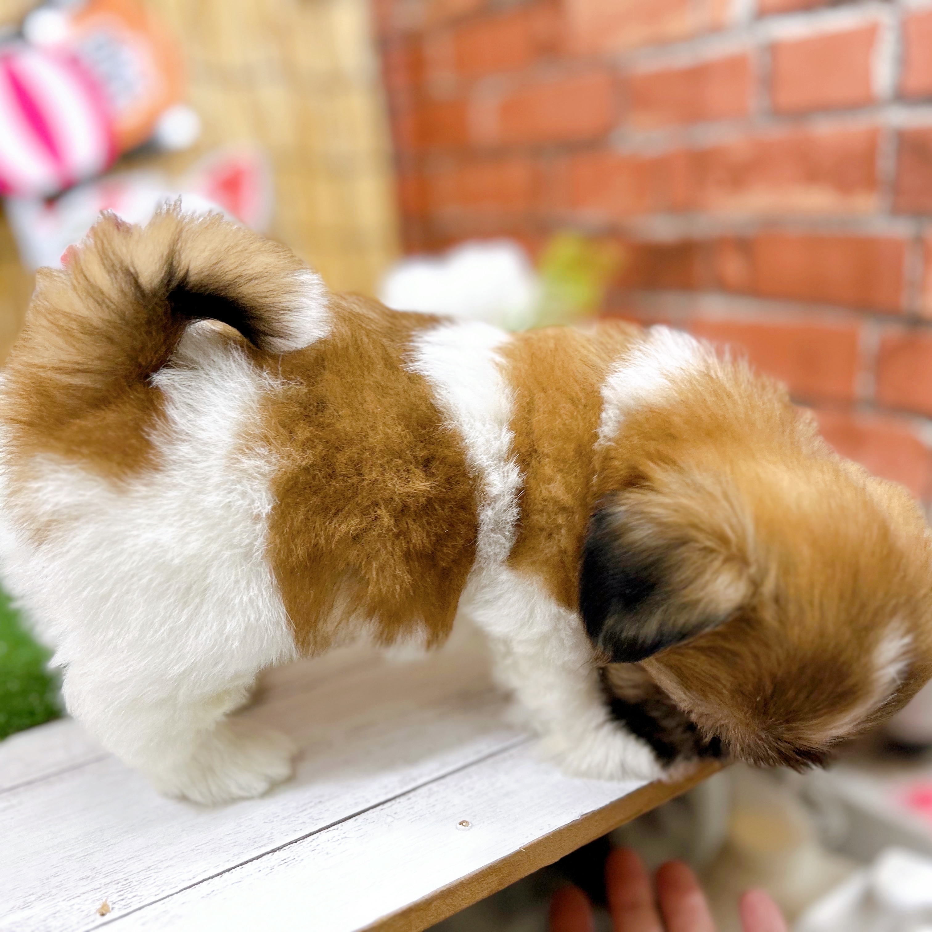 神奈川県のシーズー (犬の家＆猫の里小田原店/2025年6月13日生まれ/男の子/ゴールドホワイト)の子犬の4枚目の画像