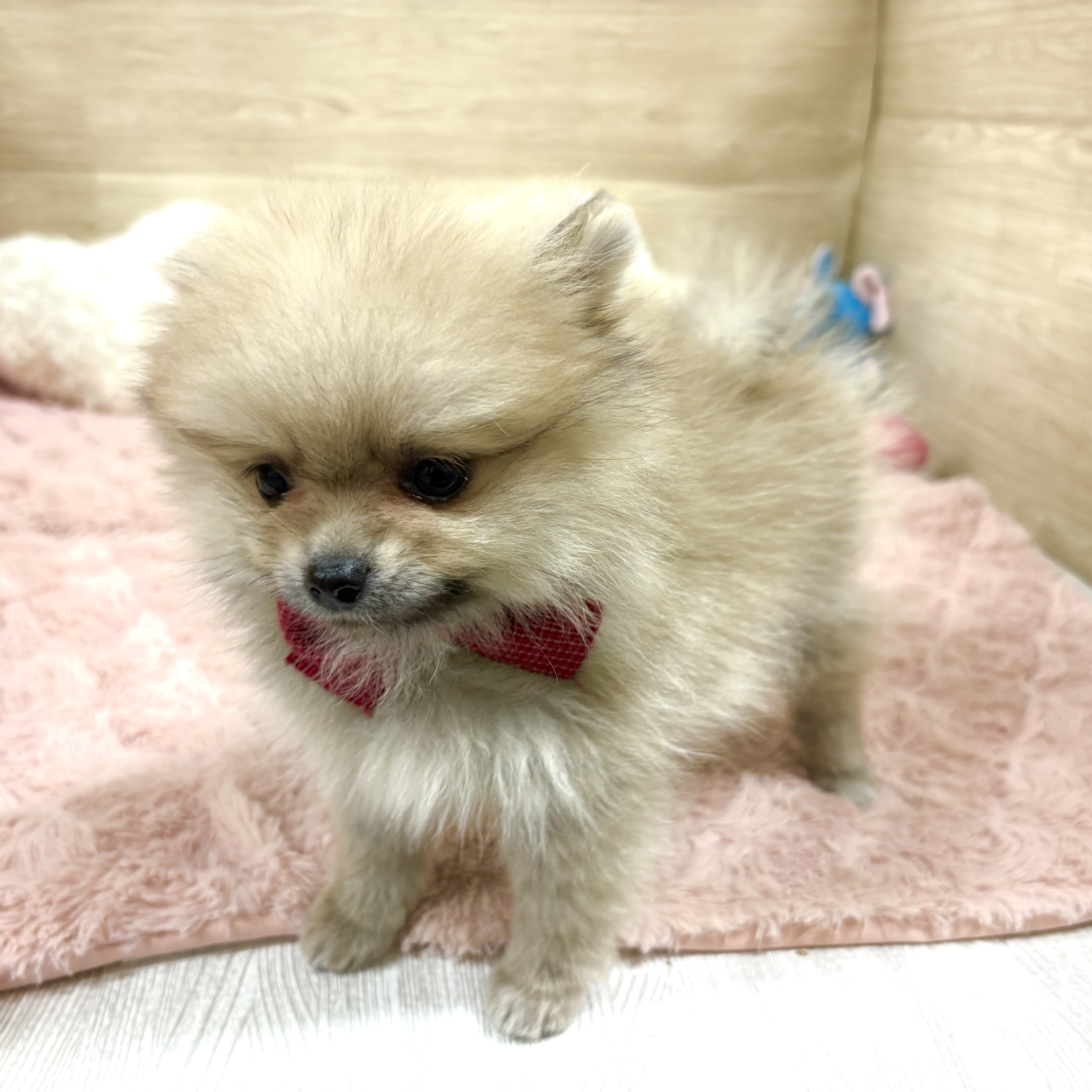 大阪府のポメラニアン (犬の家＆猫の里そよら東岸和田店/2025年9月19日生まれ/女の子/クリームセーブル)の子犬の4枚目の画像