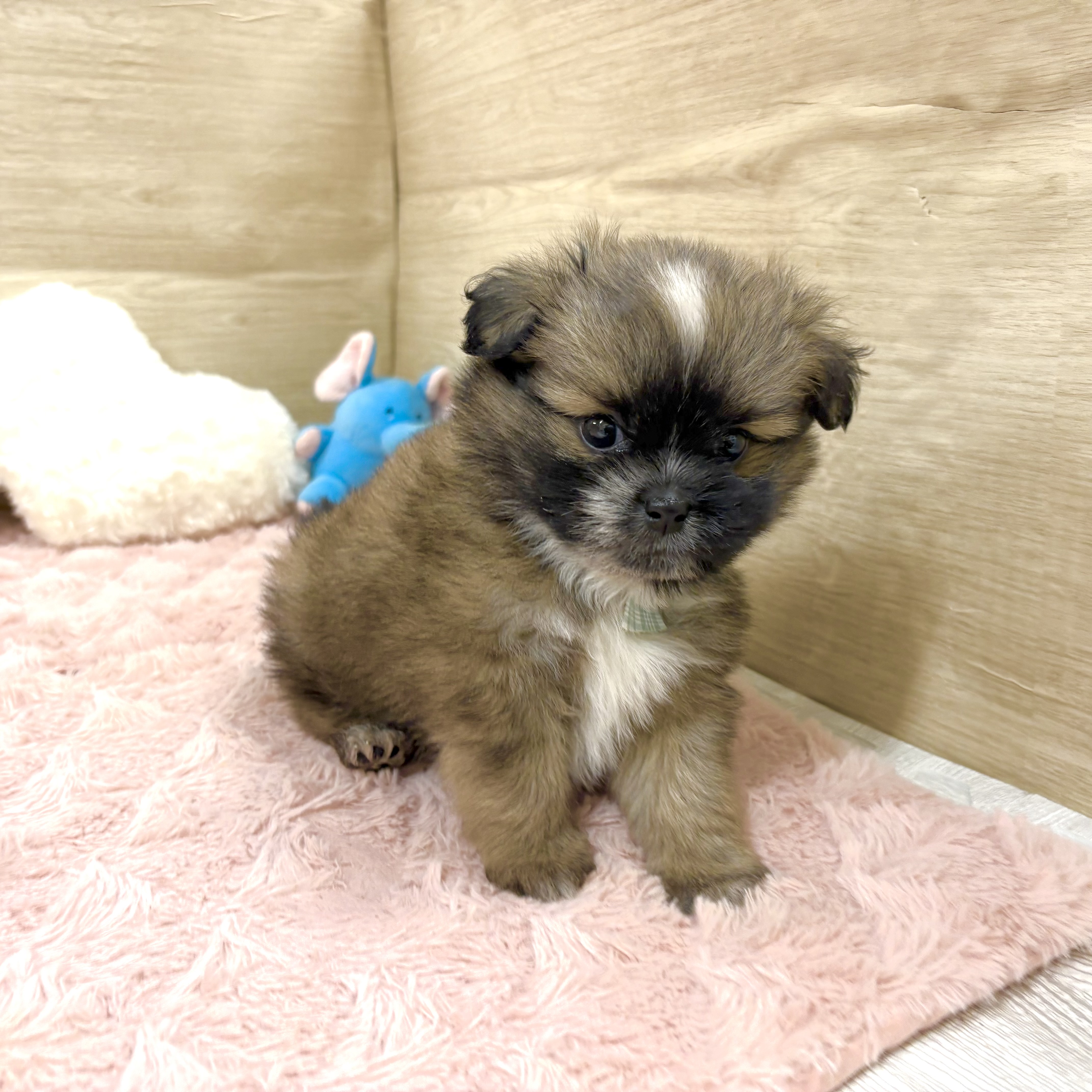 大阪府のポメズー/ポメシーズ(ポメラニアン×シーズー) (犬の家＆猫の里そよら東岸和田店/2025年9月20日生まれ/男の子/レッドホワイト)の子犬の4枚目の画像