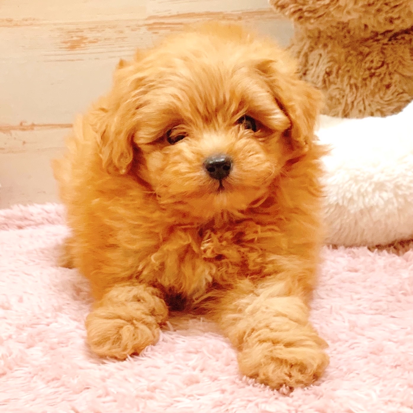 兵庫県のポメプー(ポメラニアン×プードル) (犬の家＆猫の里神戸店/2025年10月23日生まれ/女の子/アプリコット)の子犬の1枚目の画像