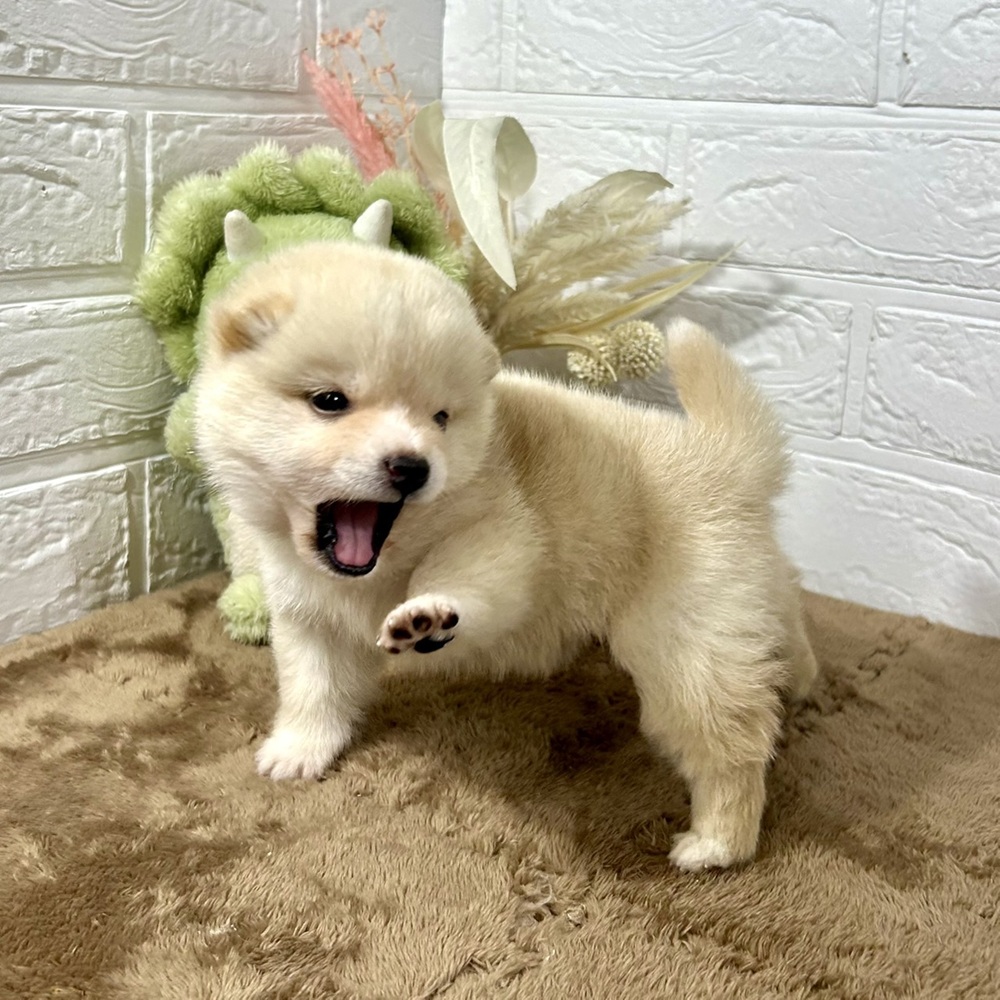 兵庫県の豆柴 (犬の家＆猫の里ニッケパークタウン加古川店/2025年11月15日生まれ/男の子/白)の子犬の4枚目の画像