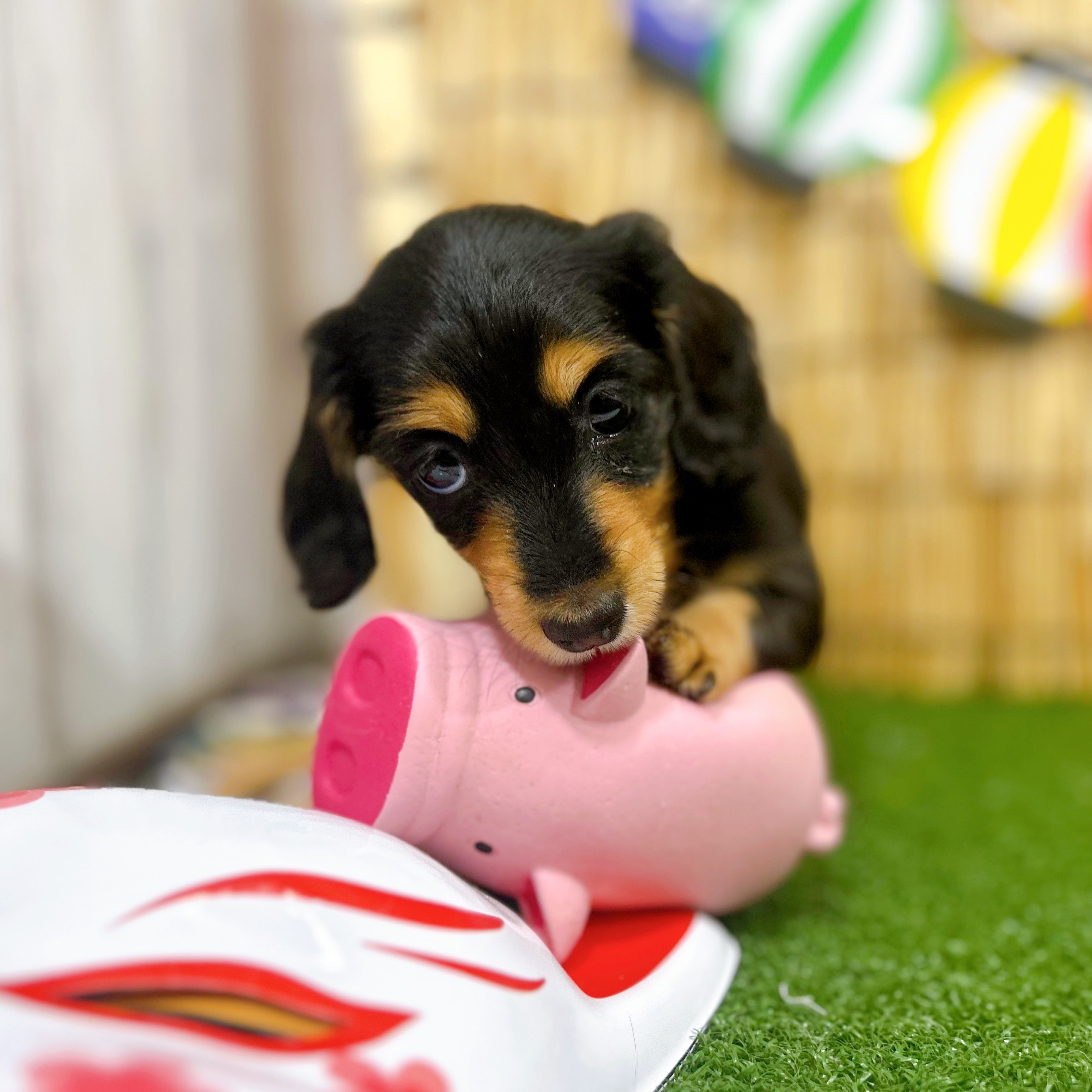神奈川県のミニチュアダックスフンド(ロング) (犬の家＆猫の里小田原店/2025年6月15日生まれ/女の子/ブラックタン)の子犬の4枚目の画像