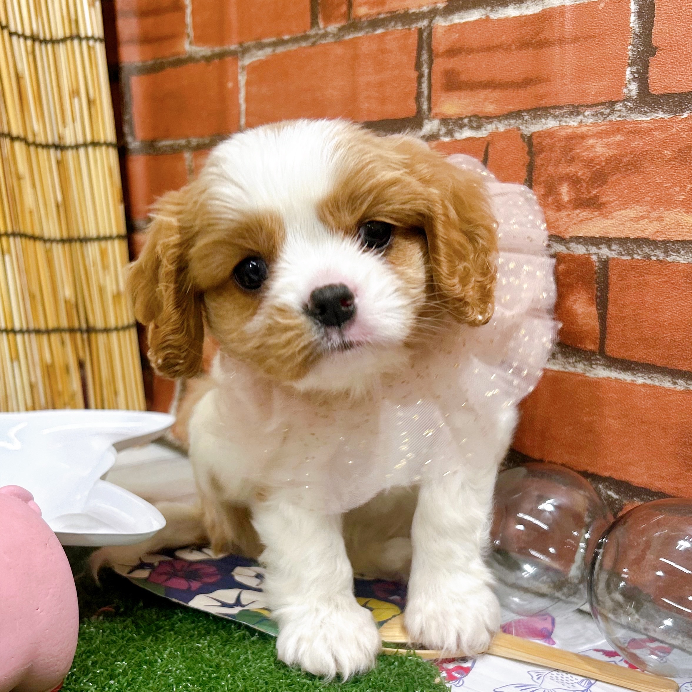 神奈川県のキャバリアキングチャールズスパニエル (犬の家＆猫の里小田原店/2025年6月16日生まれ/女の子/ブレンハイム)の子犬の1枚目の画像