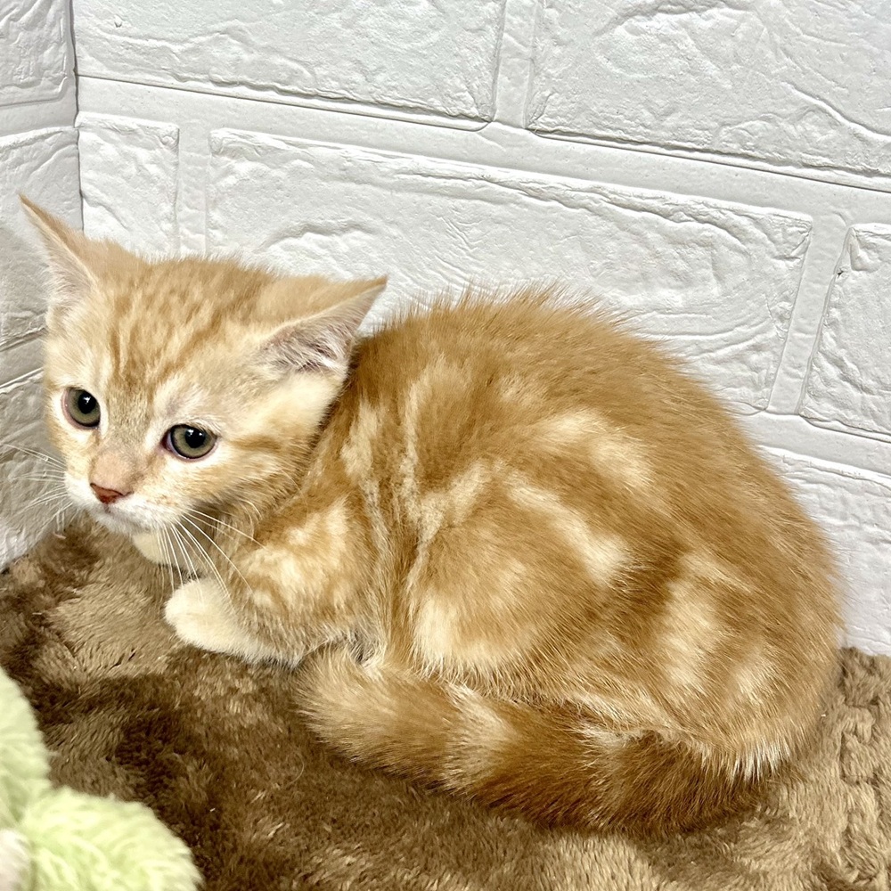 兵庫県のマンチカン (犬の家＆猫の里ニッケパークタウン加古川店/2025年11月15日生まれ/男の子/レッドタビー)の子猫の4枚目の画像