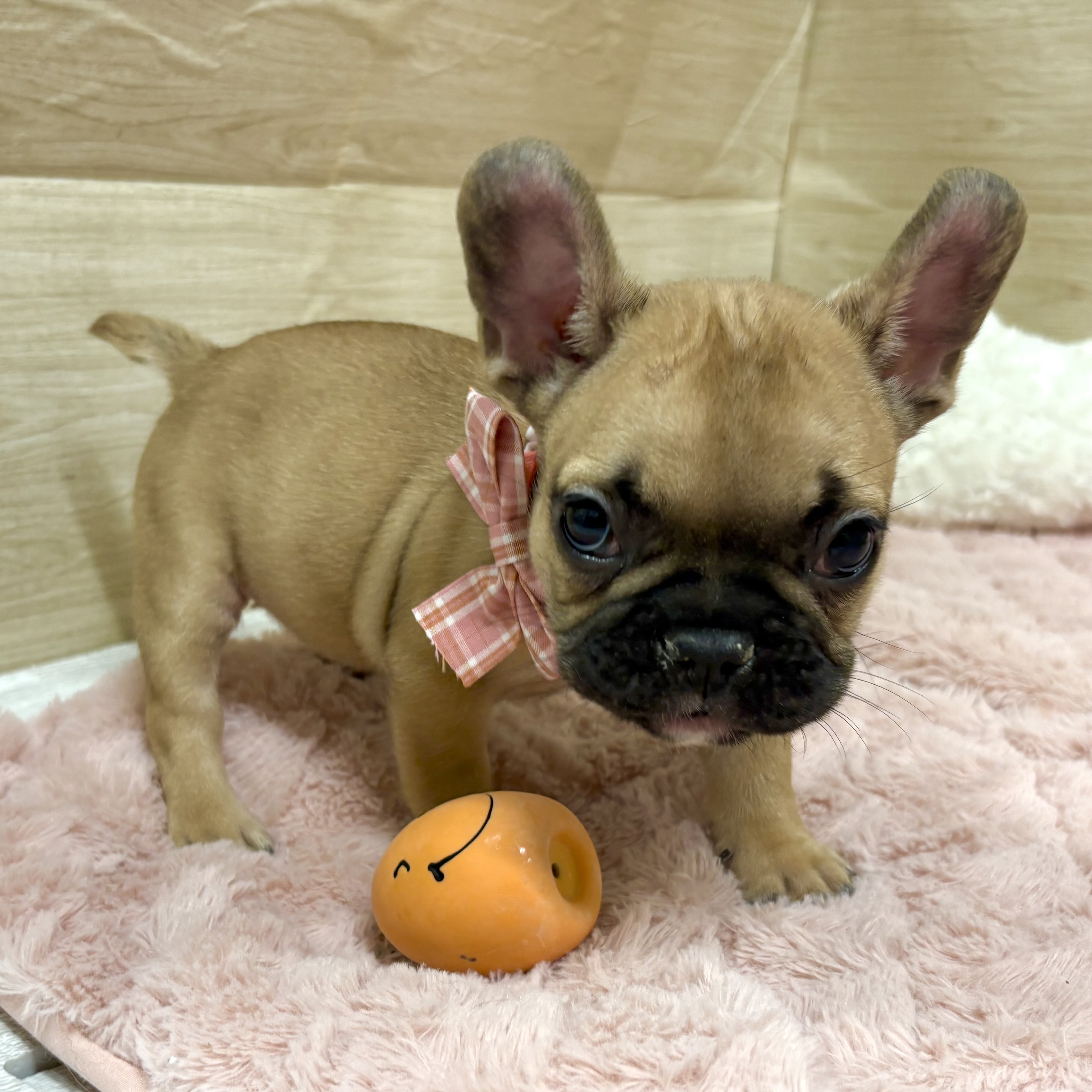 大阪府のフレンチブルドッグ (犬の家＆猫の里そよら東岸和田店/2025年9月17日生まれ/女の子/フォーン)の子犬の4枚目の画像
