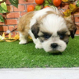 神奈川県のシーズー (犬の家＆猫の里小田原店/2025年9月22日生まれ/男の子/ホワイトゴールド)の子犬の4枚目の画像