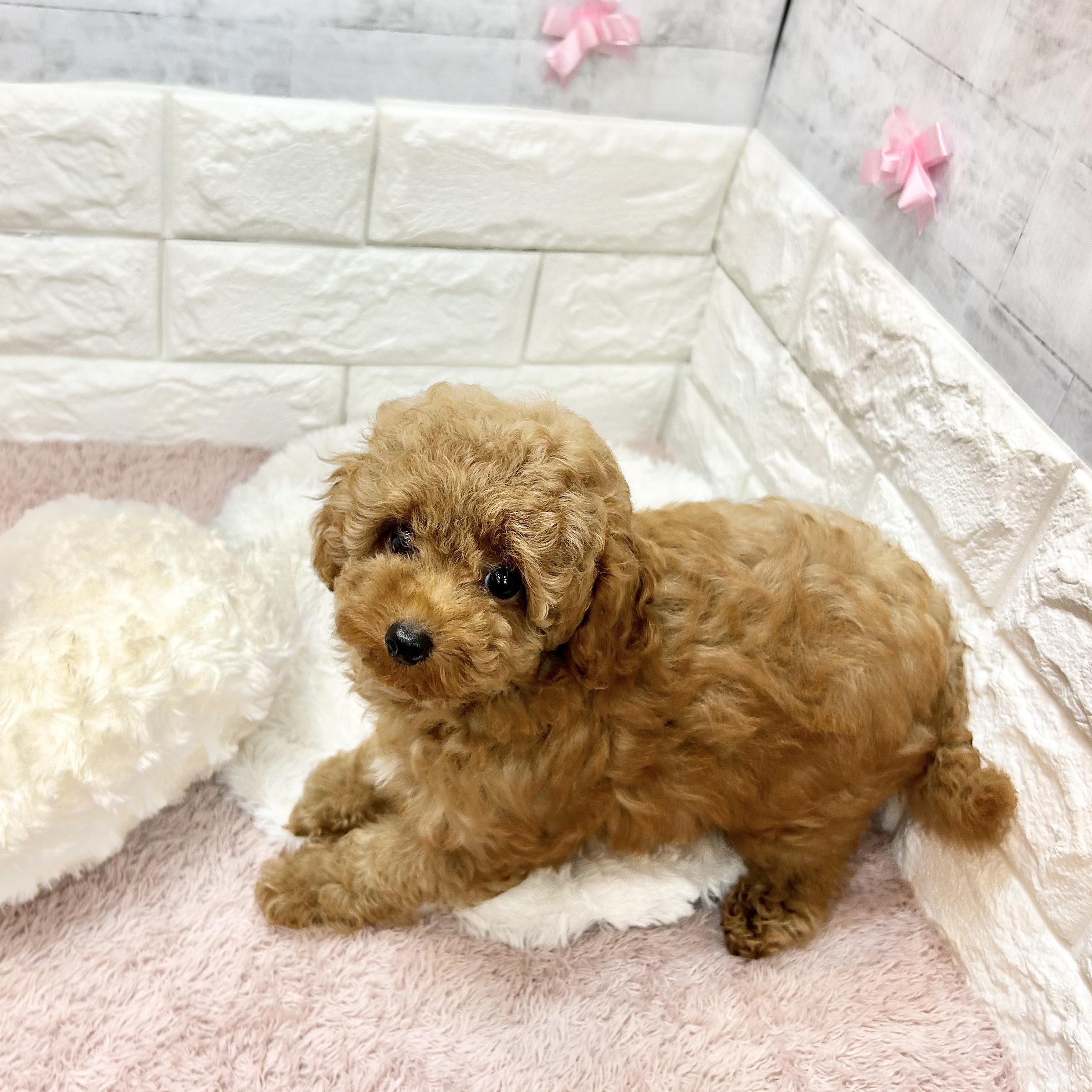 静岡県のトイプードル(トイ) (犬の家＆猫の里プレ葉ウォーク浜北店/2026年3月21日生まれ/女の子/レッド)の子犬の4枚目の画像