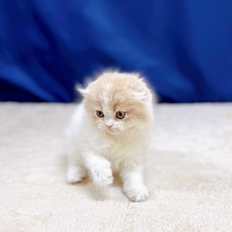 愛知県のスコティッシュフォールド (犬の家＆猫の里一宮店/2025年10月23日生まれ/男の子/クリームタビーホワイト)の子猫の4枚目の画像