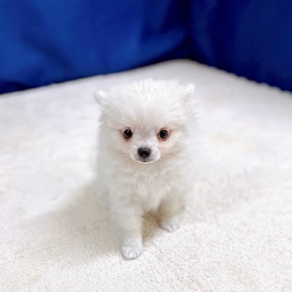 愛知県のポメチワ/チワポメ/ポメチー(ポメラニアン×チワワ) (犬の家＆猫の里一宮店/2025年10月16日生まれ/男の子/クリームホワイト)の子犬の4枚目の画像