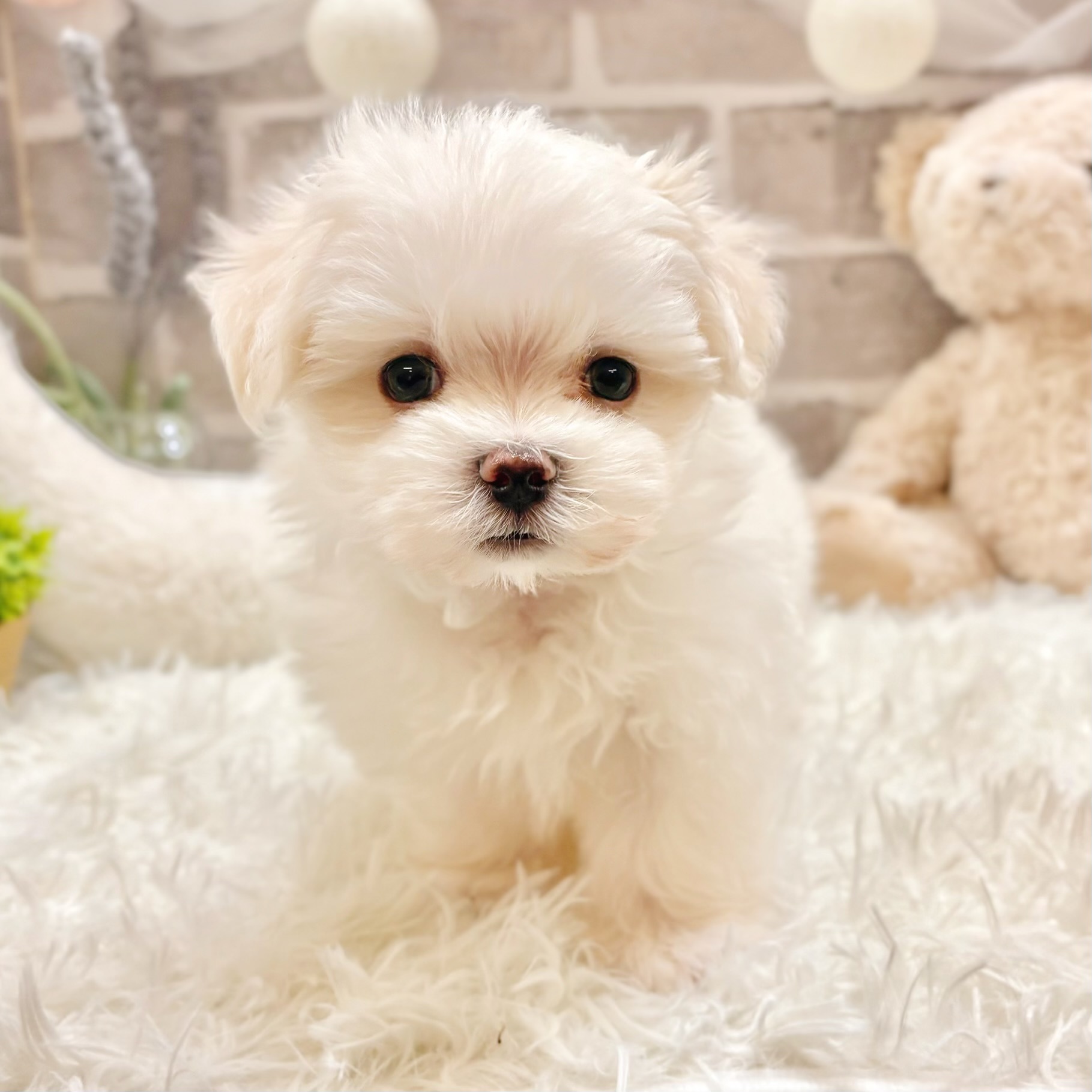 兵庫県のマルチーズ (犬の家＆猫の里神戸店/2026年2月26日生まれ/男の子/ホワイト)の子犬の4枚目の画像