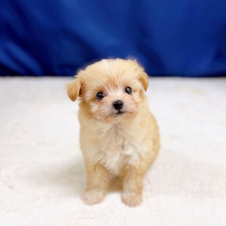 愛知県のポメプー(ポメラニアン×プードル) (犬の家＆猫の里一宮店/2025年10月28日生まれ/女の子/アプリコット)の子犬の4枚目の画像