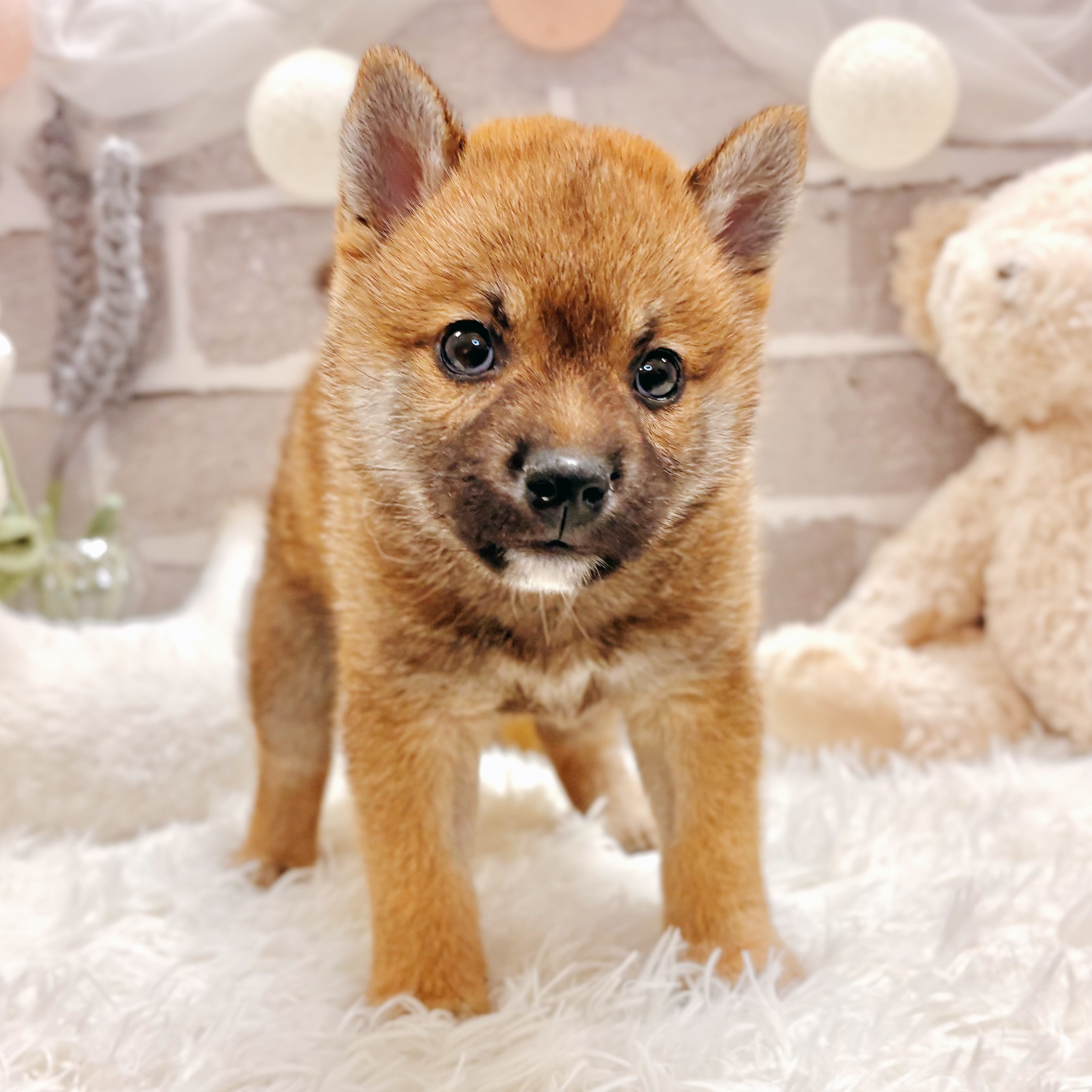 兵庫県の柴犬(標準サイズ) (犬の家＆猫の里神戸店/2026年2月28日生まれ/女の子/赤)の子犬の4枚目の画像