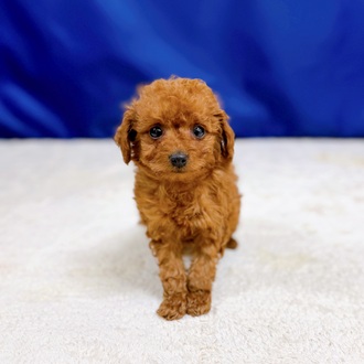 愛知県のトイプードル(トイ) (犬の家＆猫の里一宮店/2025年10月29日生まれ/男の子/レッドフォーン)の子犬の4枚目の画像