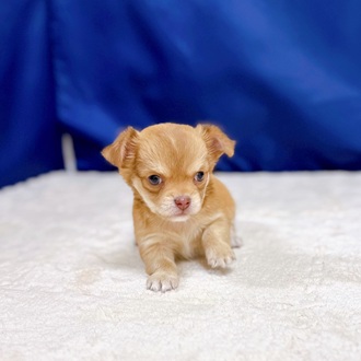 愛知県のチワワ(ロング) (犬の家＆猫の里一宮店/2025年10月29日生まれ/女の子/レッド)の子犬の4枚目の画像