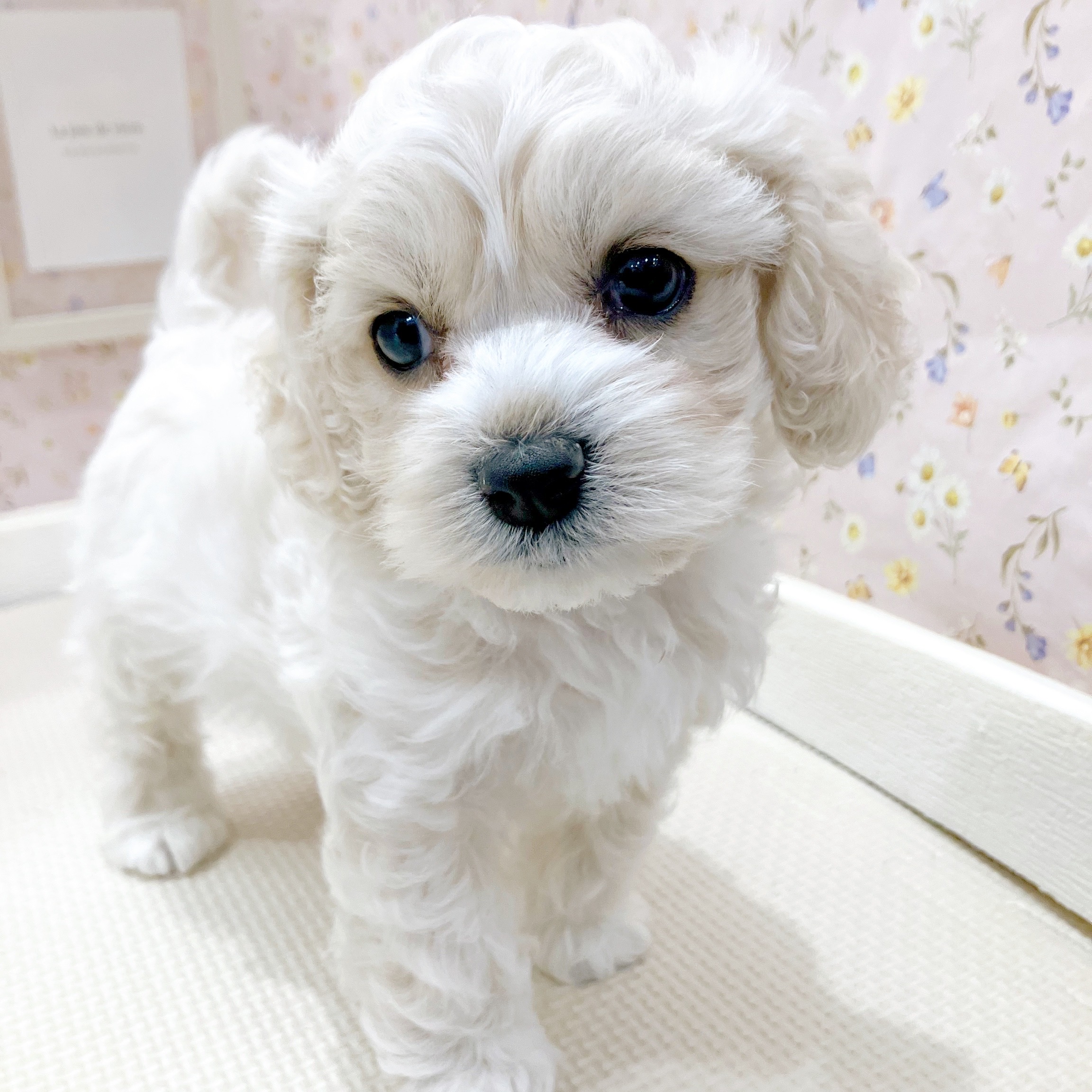 石川県のハーフ犬・ミックス犬 (犬の家＆猫の里金沢店/2025年10月10日生まれ/男の子/クリームホワイト)の子犬の4枚目の画像