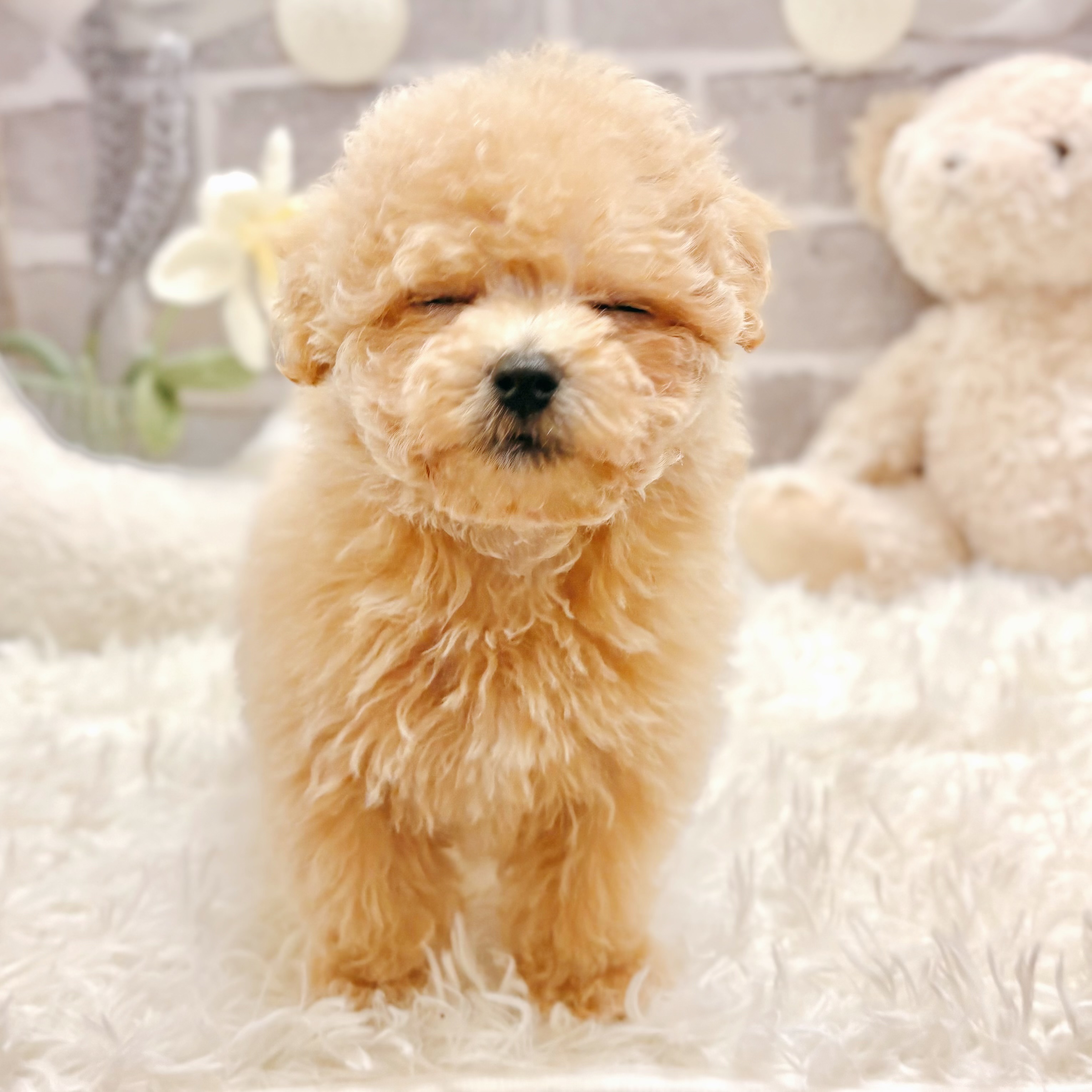 兵庫県のマルプー(マルチーズ×プードル) (犬の家＆猫の里神戸店/2026年3月1日生まれ/女の子/クリーム)の子犬の4枚目の画像