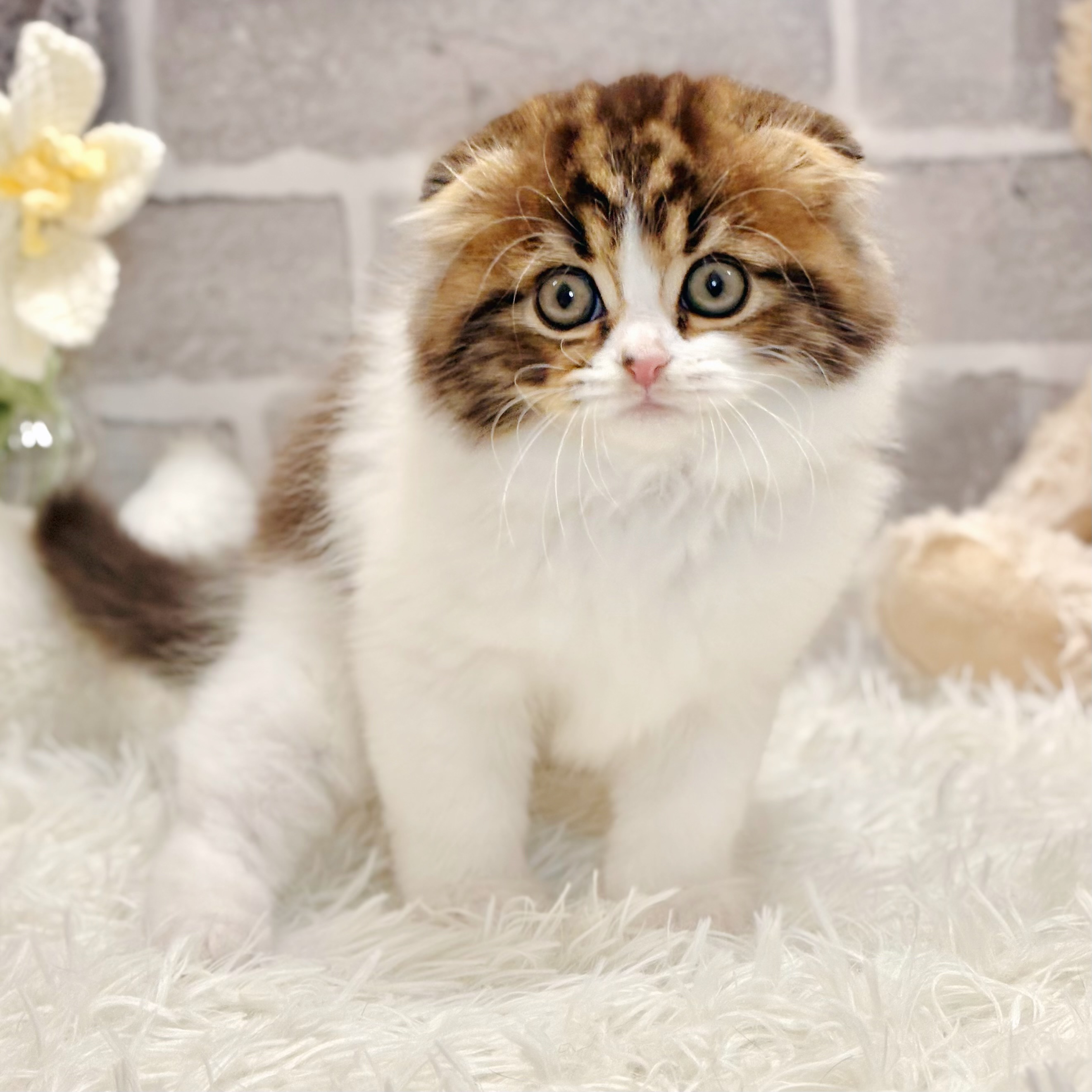 兵庫県のスコティッシュフォールド (犬の家＆猫の里神戸店/2026年3月1日生まれ/男の子/ブラウンタビーホワイト)の子猫の4枚目の画像