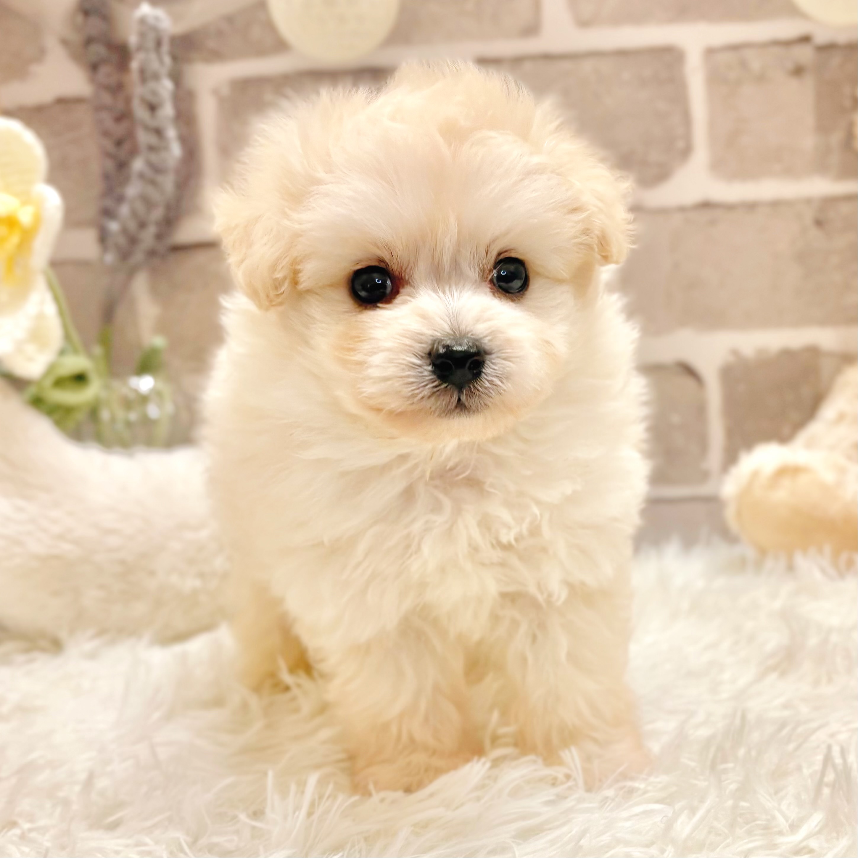 兵庫県のポメプー(ポメラニアン×プードル) (犬の家＆猫の里神戸店/2026年3月1日生まれ/男の子/クリーム)の子犬の4枚目の画像