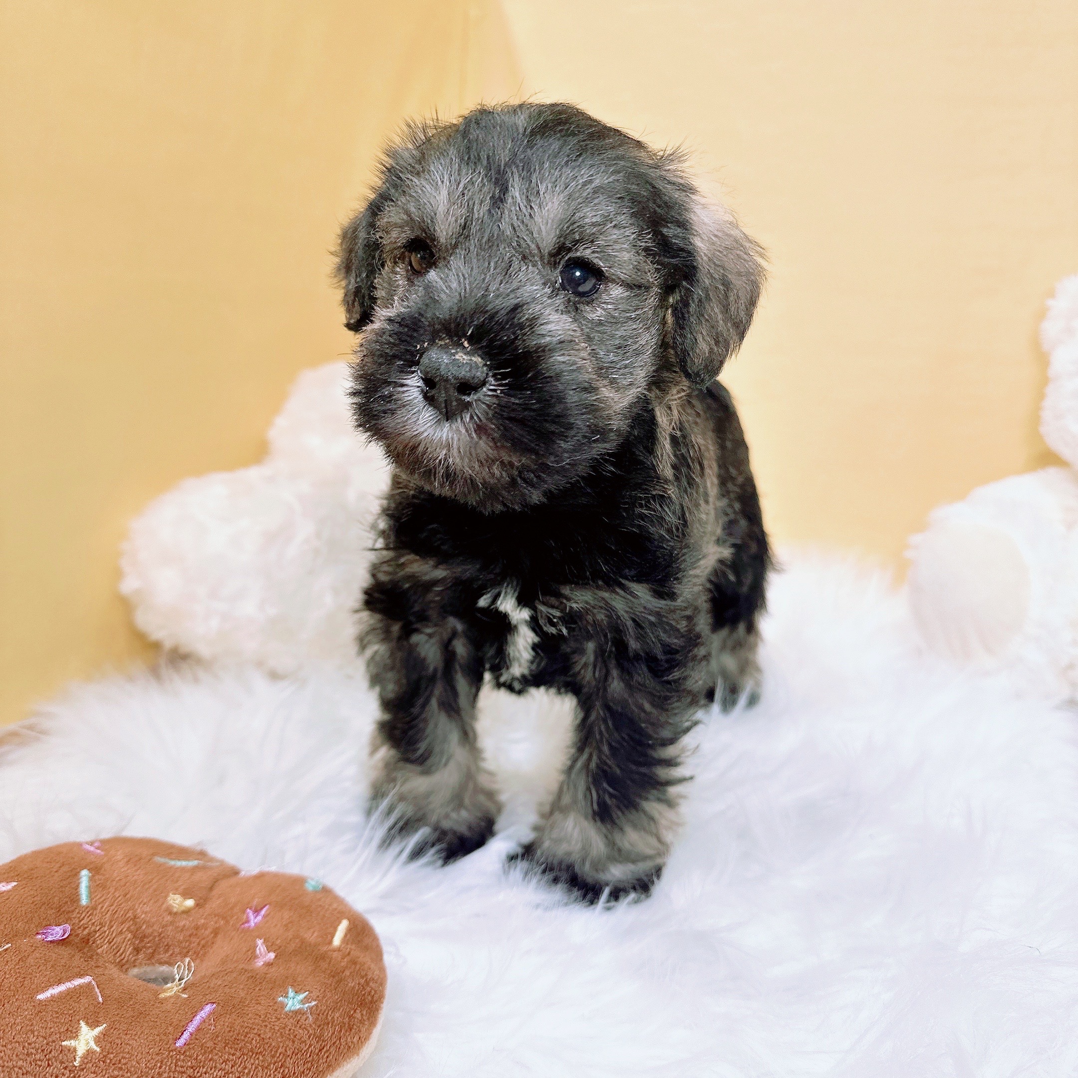 神奈川県のミニチュアシュナウザー (犬の家＆猫の里元住吉ブレーメン通り店/2025年11月25日生まれ/男の子/ソルトペッパー)の子犬の4枚目の画像