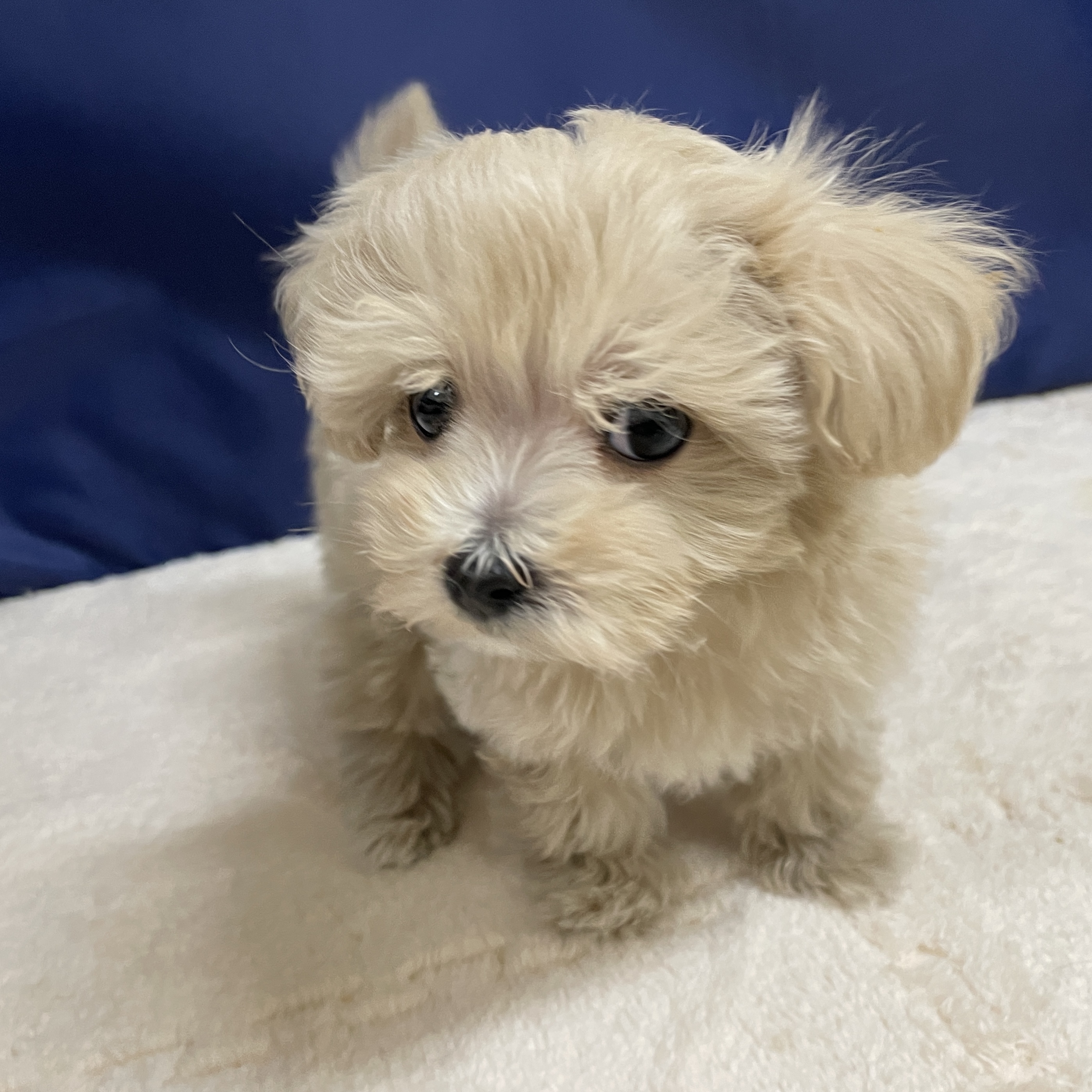 愛知県のマルプー(マルチーズ×プードル) (犬の家＆猫の里一宮店/2025年10月22日生まれ/男の子/クリーム)の子犬の4枚目の画像