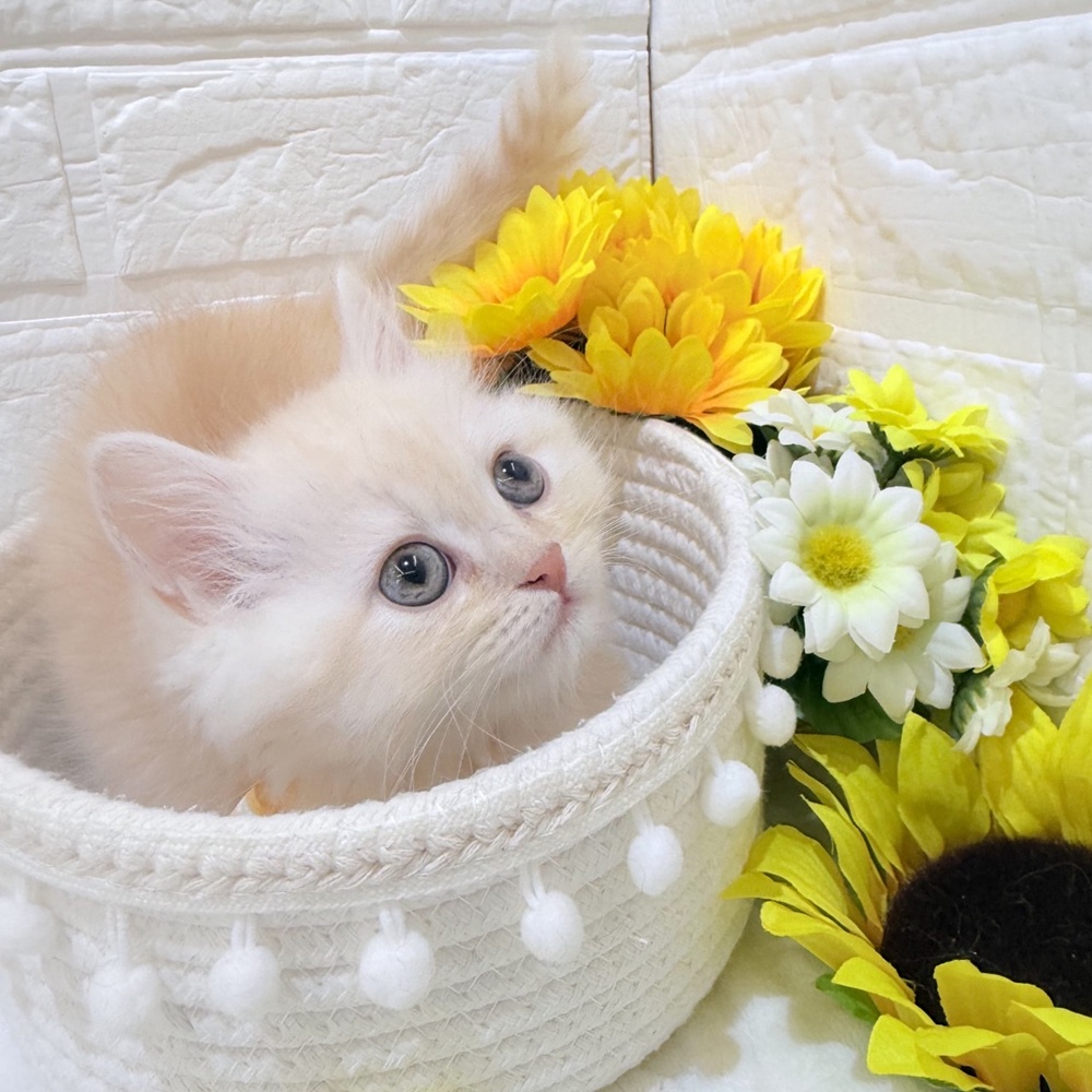 静岡県のブリティッシュロングヘアー (犬の家＆猫の里富士店/2025年6月14日生まれ/男の子/レッドタビーホワイト)の子猫の4枚目の画像