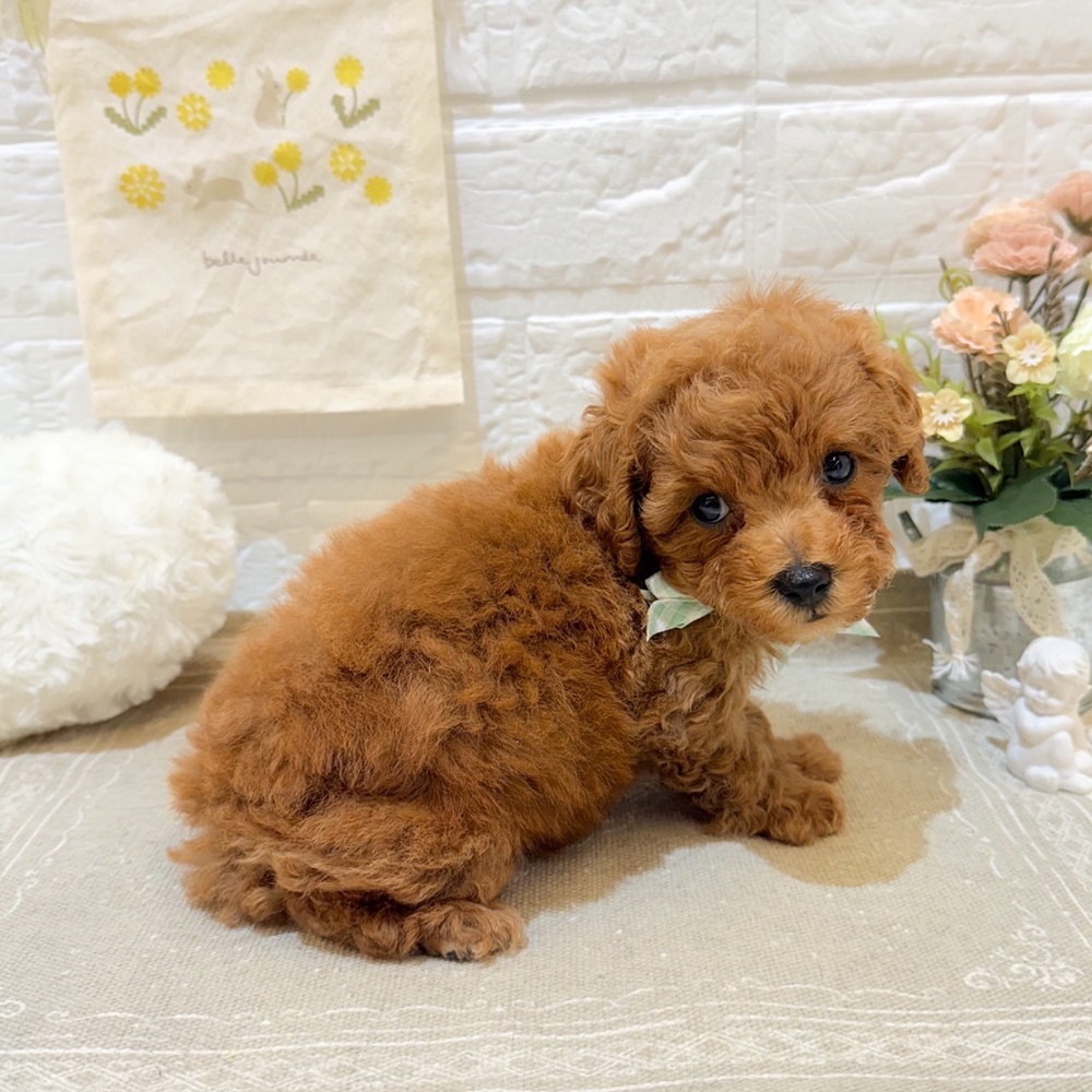 静岡県のトイプードル(トイ) (犬の家＆猫の里富士店/2025年6月22日生まれ/男の子/レッド)の子犬の4枚目の画像