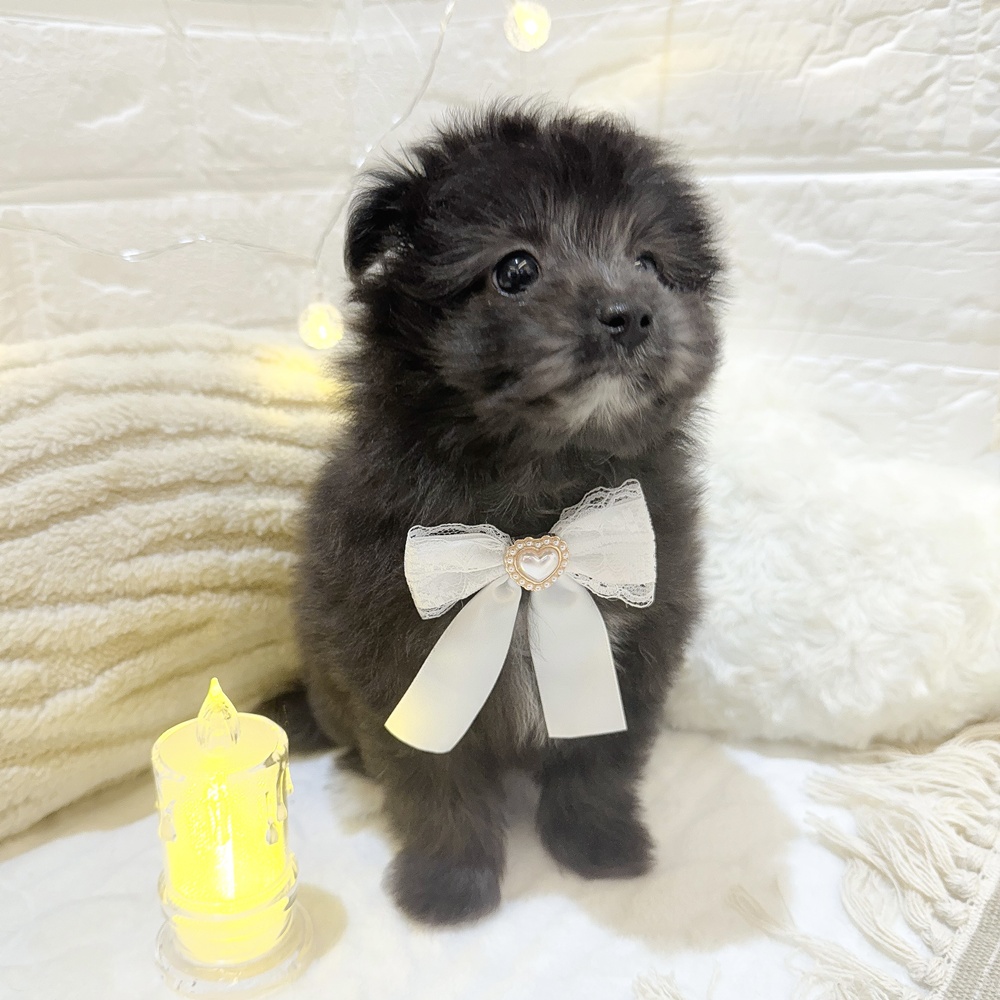 静岡県のポメプー(ポメラニアン×プードル) (犬の家＆猫の里富士店/2025年6月1日生まれ/女の子/ブラックホワイト)の子犬の4枚目の画像
