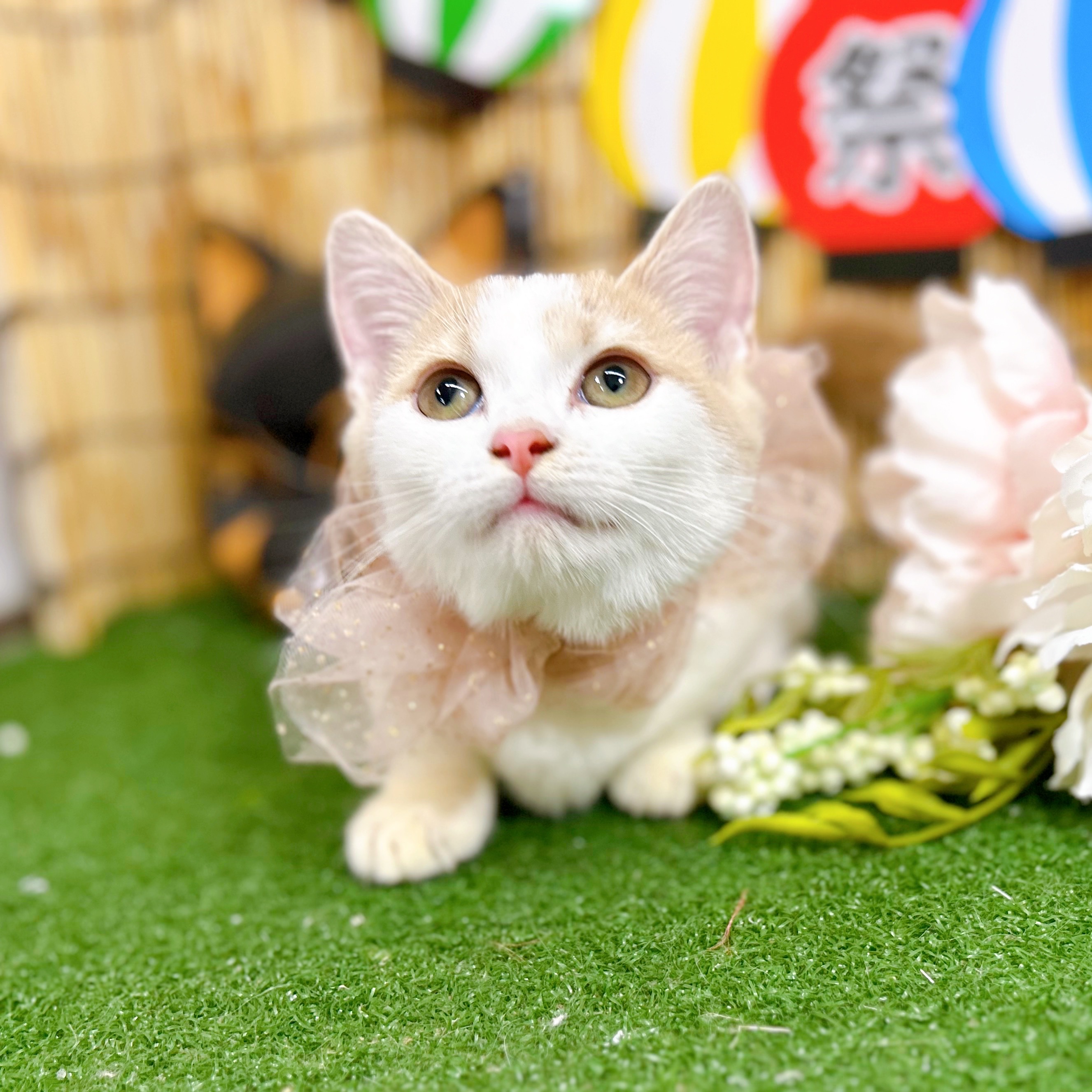 神奈川県のミヌエット (犬の家＆猫の里小田原店/2025年6月22日生まれ/女の子/クリームホワイト)の子猫の4枚目の画像