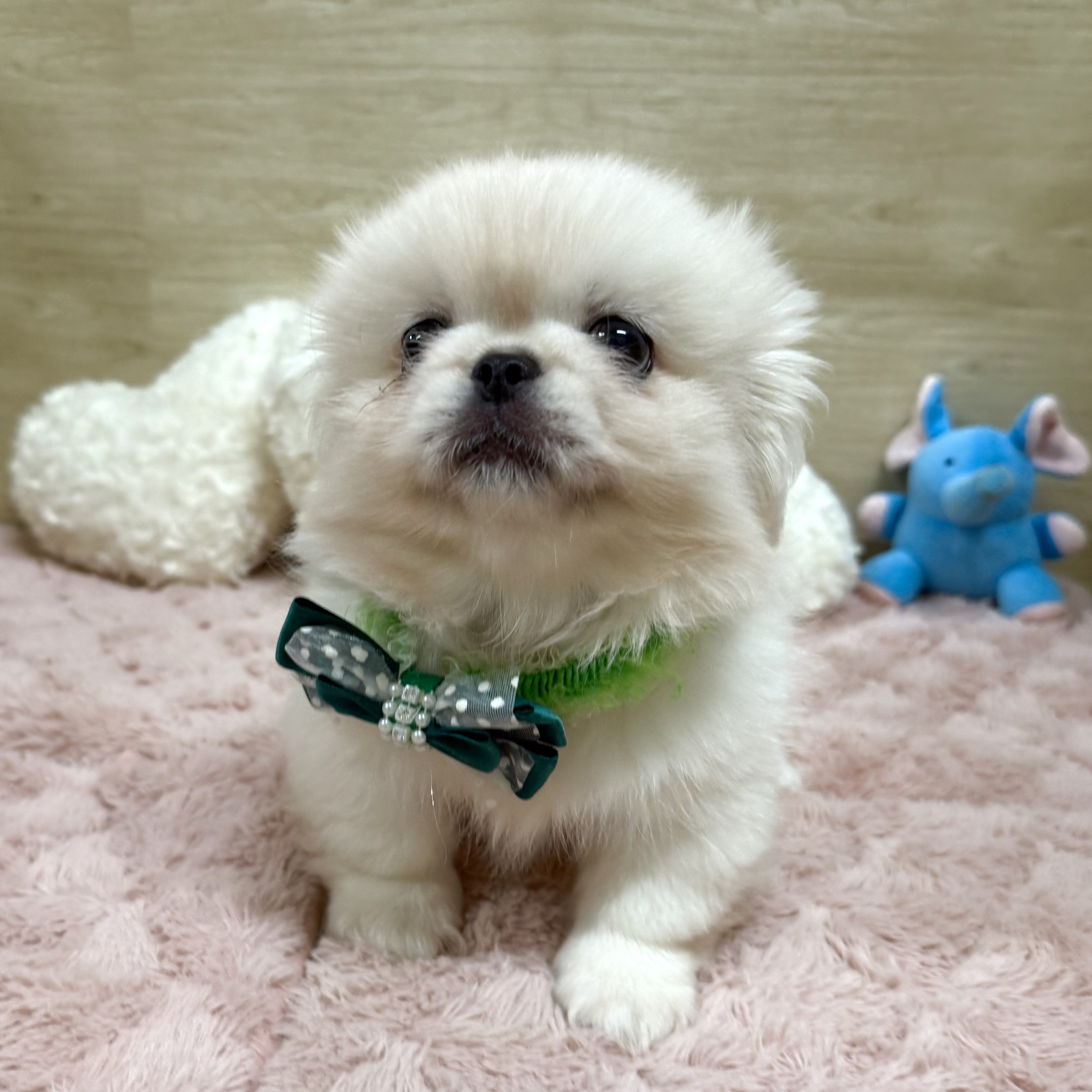 大阪府のペキニーズ (犬の家&猫の里そよら東岸和田店/2025年8月22日生まれ/男の子/ホワイト)の子犬の4枚目の画像