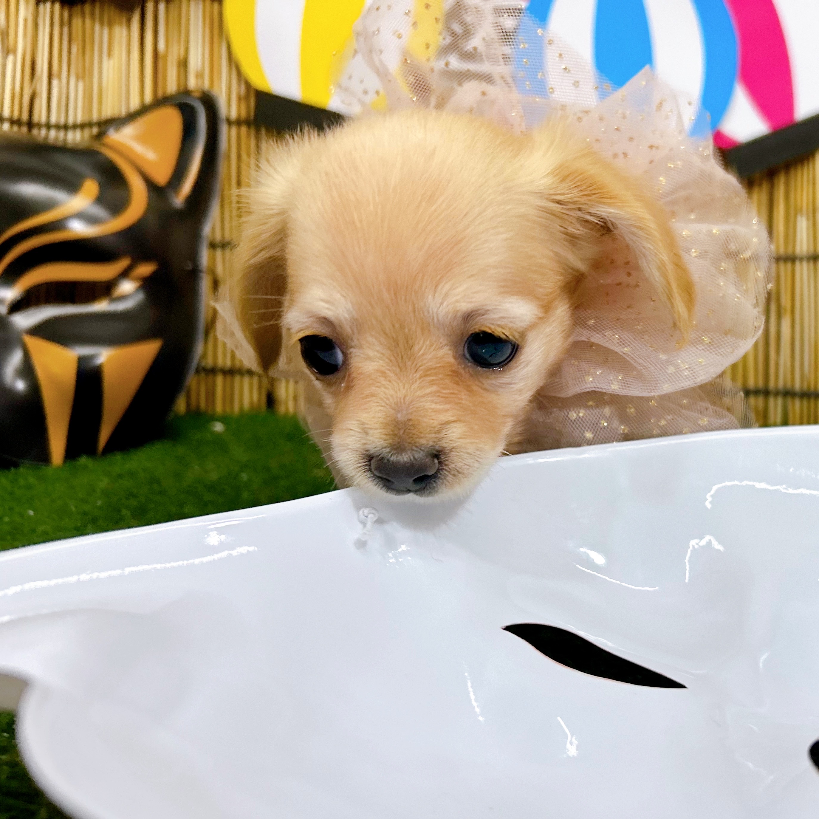 神奈川県のチワックス(チワワ×ダックス) (犬の家＆猫の里小田原店/2025年6月23日生まれ/女の子/イエロー)の子犬の4枚目の画像