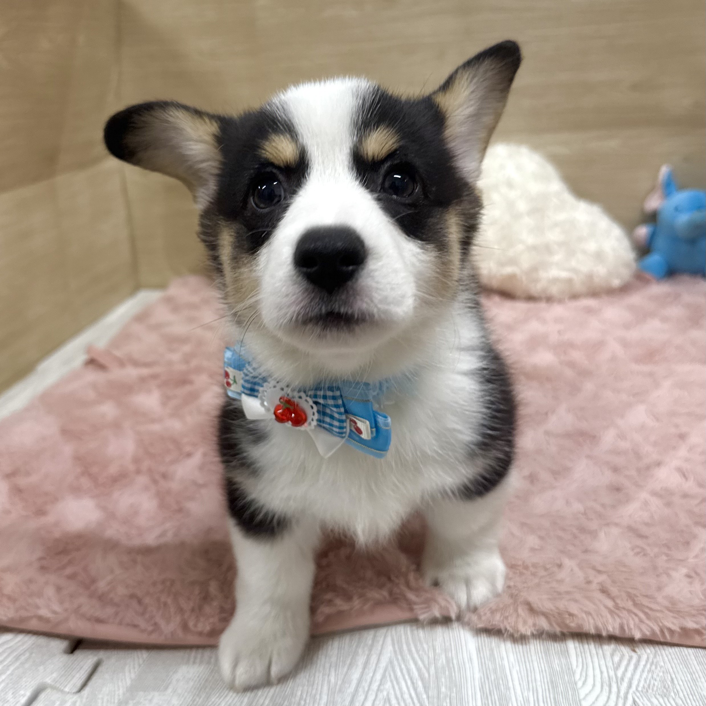 大阪府のウェルシュコーギーペンブローク (犬の家&猫の里そよら東岸和田店/2025年8月26日生まれ/男の子/ブラックタンホワイト)の子犬