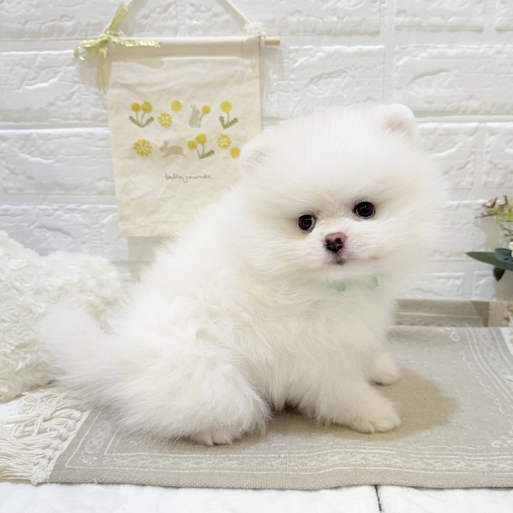静岡県のポメラニアン (犬の家＆猫の里富士店/2025年7月1日生まれ/男の子/ホワイト)の子犬の4枚目の画像