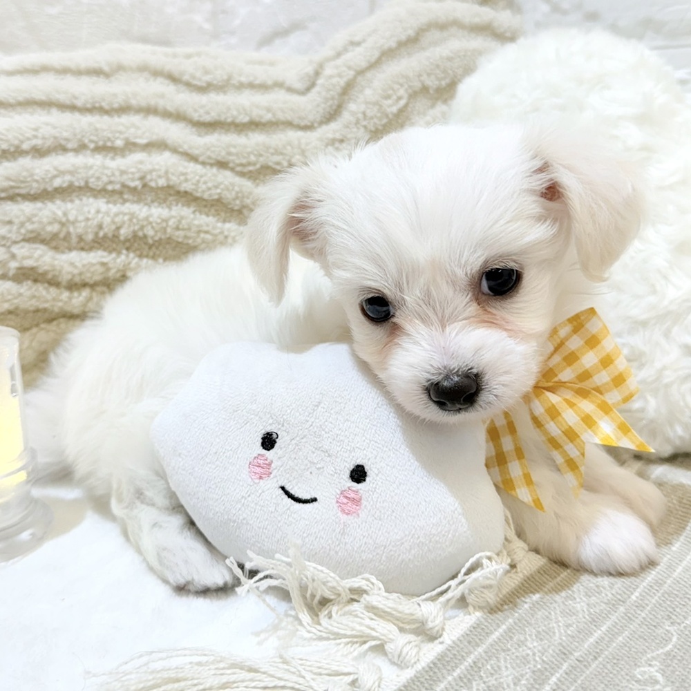 静岡県のハーフ犬・ミックス犬 (犬の家＆猫の里富士店/2025年6月28日生まれ/女の子/クリーム)の子犬の4枚目の画像