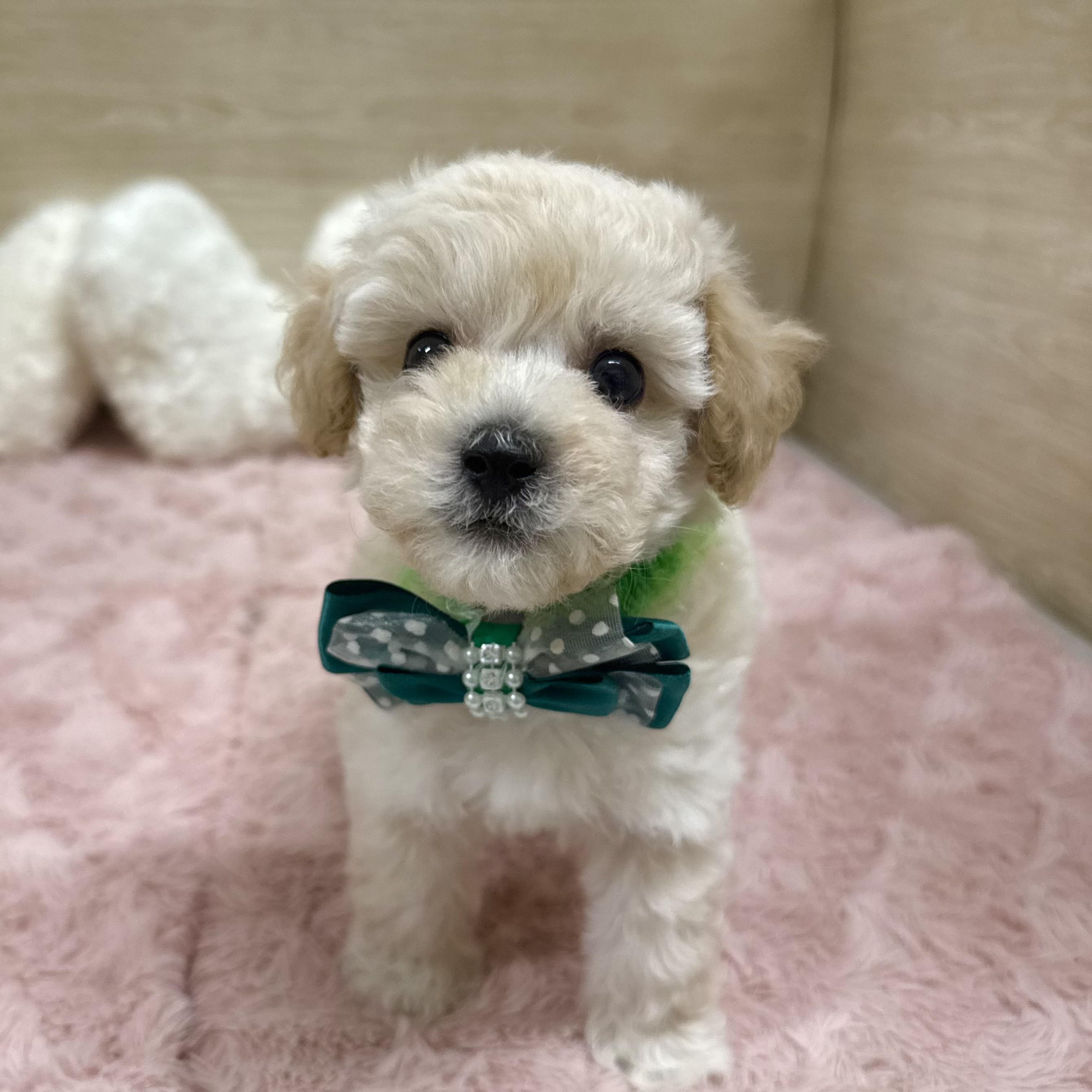 大阪府のビションプー(ビションフリーゼ×プードル) (犬の家&猫の里そよら東岸和田店/2025年8月27日生まれ/男の子/クリーム)の子犬の4枚目の画像