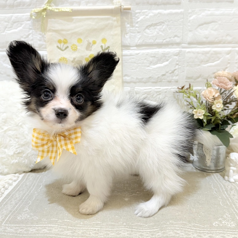 静岡県のパピヨン (犬の家＆猫の里富士店/2025年6月29日生まれ/女の子/トライカラー)の子犬の4枚目の画像
