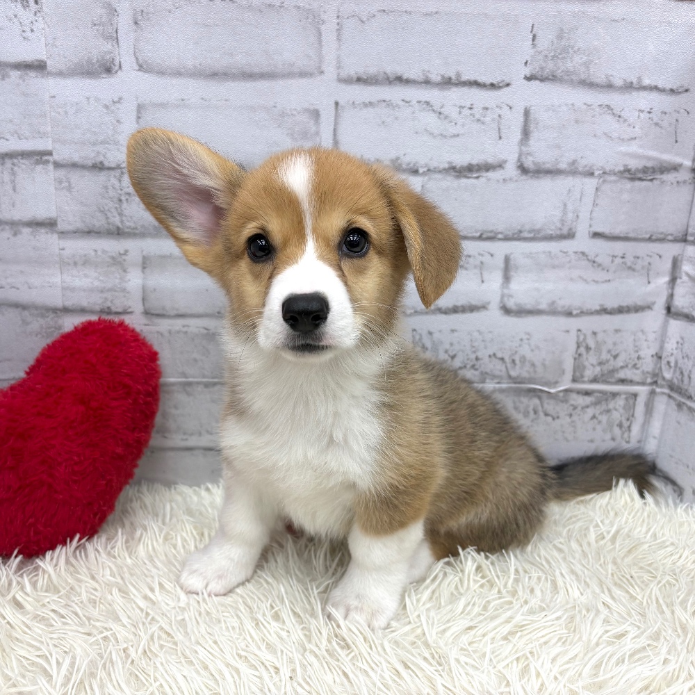 愛知県のウェルシュコーギーペンブローク (犬の家＆猫の里MEGAドン・キホーテ東海名和店/2026年7月30日生まれ/男の子/レッドホワイト)の子犬の4枚目の画像