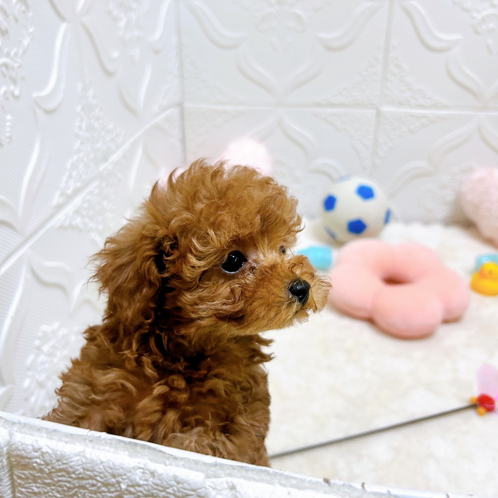 愛知県のトイプードル(タイニー) (犬の家＆猫の里岡崎店/2026年4月27日生まれ/女の子/アプリコット)の子犬の4枚目の画像
