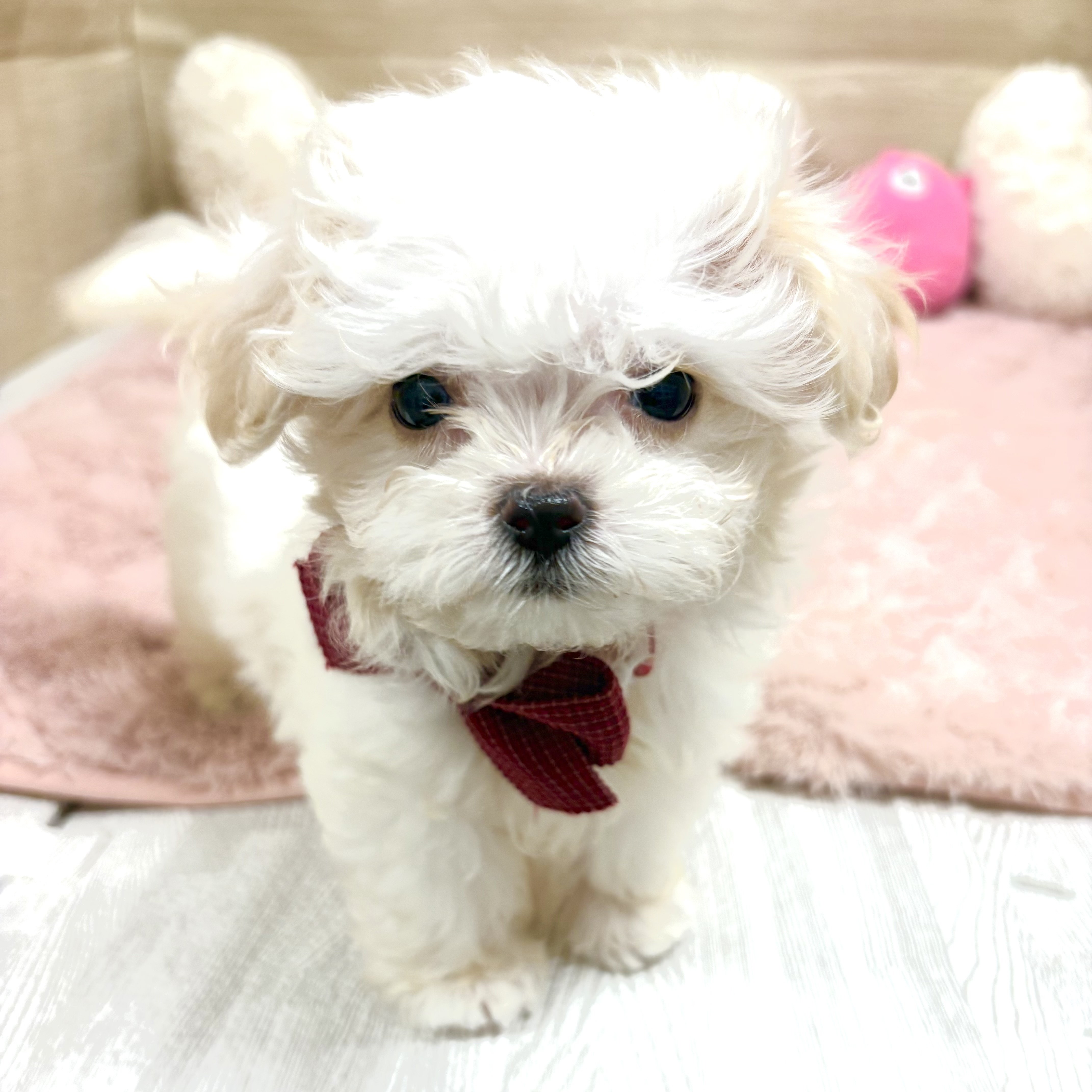 大阪府のマルプー(マルチーズ×プードル) (犬の家＆猫の里そよら東岸和田店/2025年10月7日生まれ/女の子/クリーム)の子犬の4枚目の画像