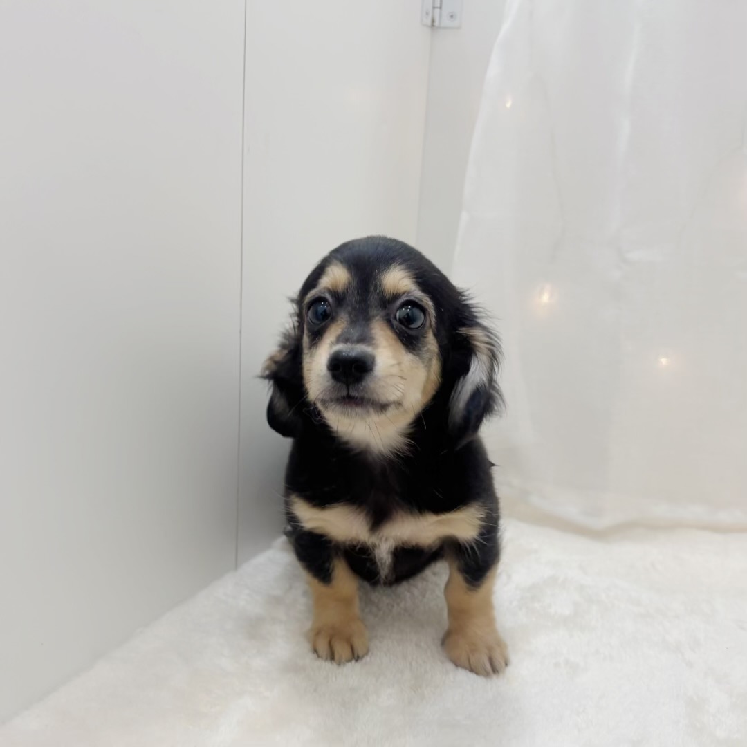 千葉県のチワックス(チワワ×ダックス) (犬の家＆猫の里BIGHOPガーデンモール印西店/2025年7月1日生まれ/男の子/ブラックタン)の子犬の4枚目の画像