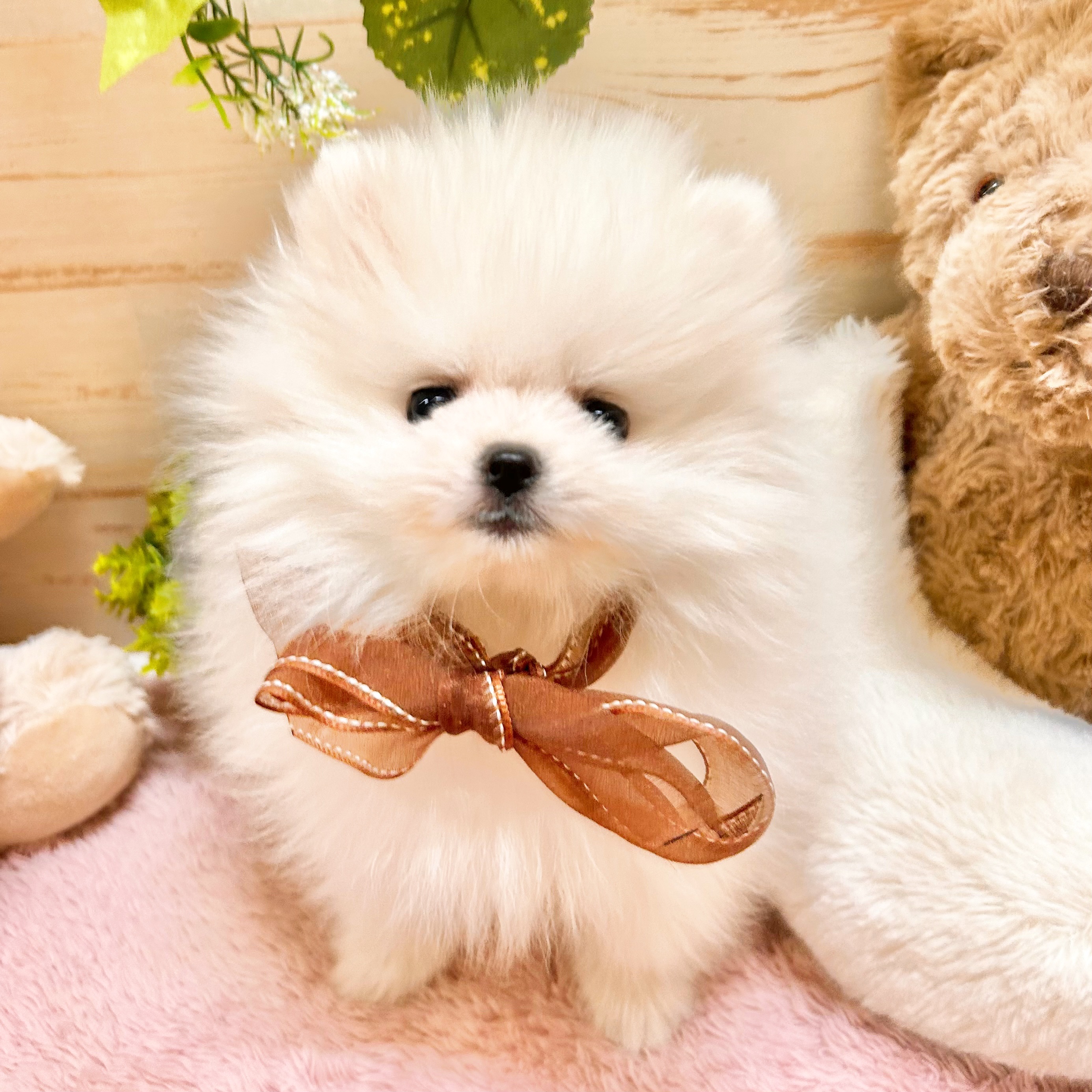 兵庫県のポメラニアン (犬の家＆猫の里神戸店/2026年2月3日生まれ/女の子/ホワイト)の子犬の4枚目の画像