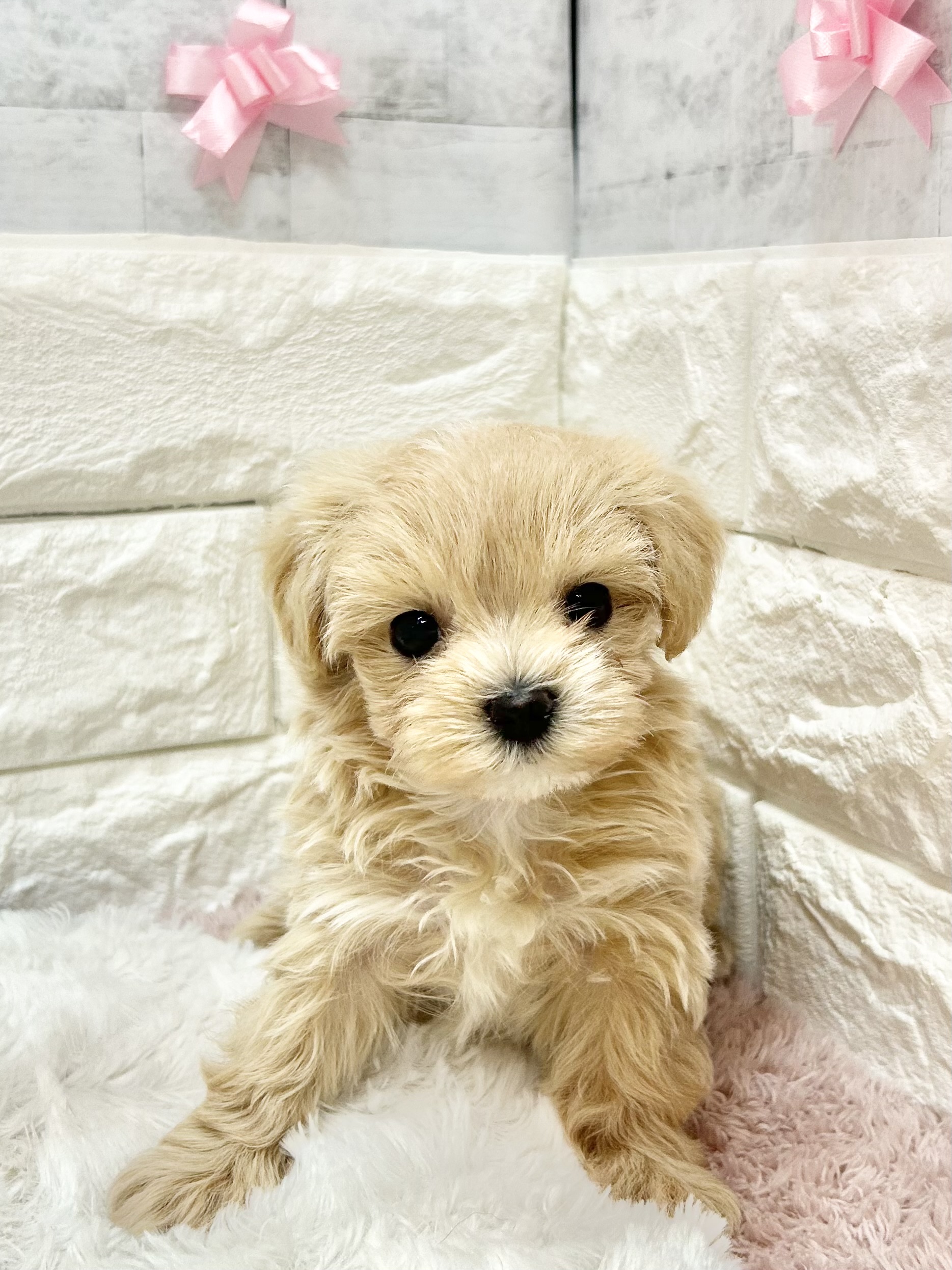 静岡県のマルプー(マルチーズ×プードル) (犬の家＆猫の里プレ葉ウォーク浜北店/2026年4月12日生まれ/男の子/アプリコット)の子犬の1枚目の画像
