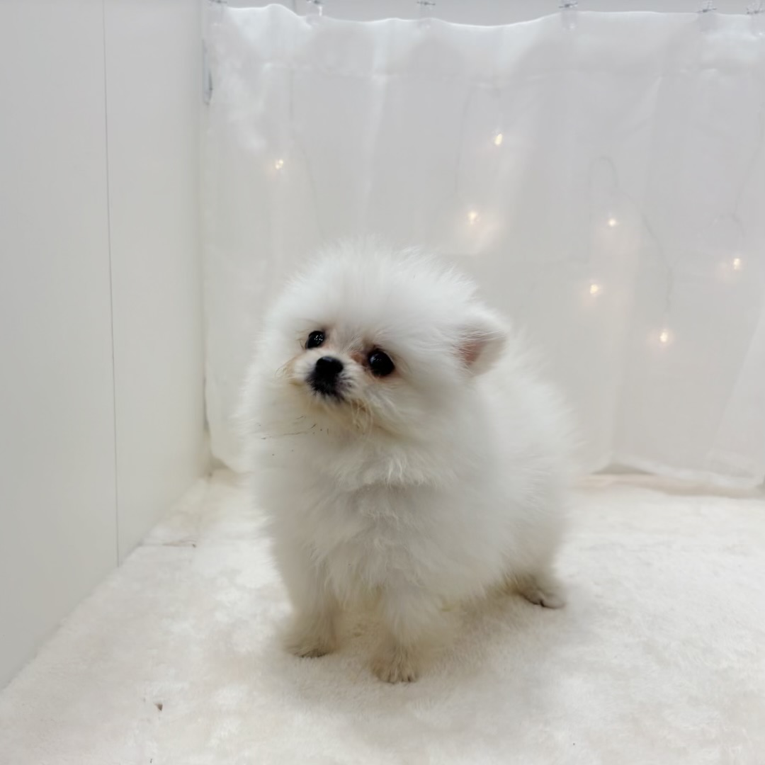 千葉県のポメラニアン (犬の家＆猫の里BIGHOPガーデンモール印西店/2025年7月5日生まれ/男の子/クリーム)の子犬の4枚目の画像