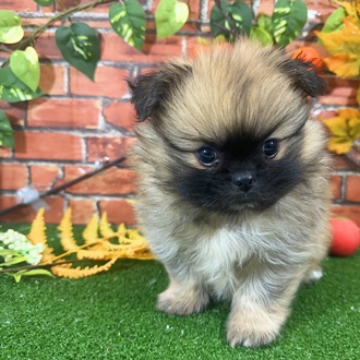 神奈川県のペキポメ/ポメペキ(ペキニーズ×ポメラニアン) (犬の家＆猫の里小田原店/2025年9月21日生まれ/男の子/フォーン)の子犬の4枚目の画像