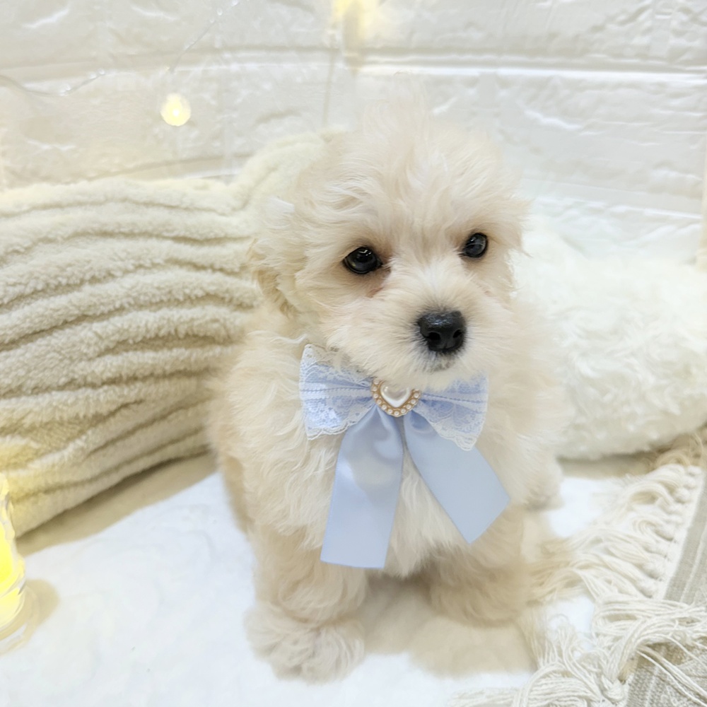 静岡県のマルプー(マルチーズ×プードル) (犬の家＆猫の里富士店/2025年6月1日生まれ/男の子/クリーム)の子犬の4枚目の画像