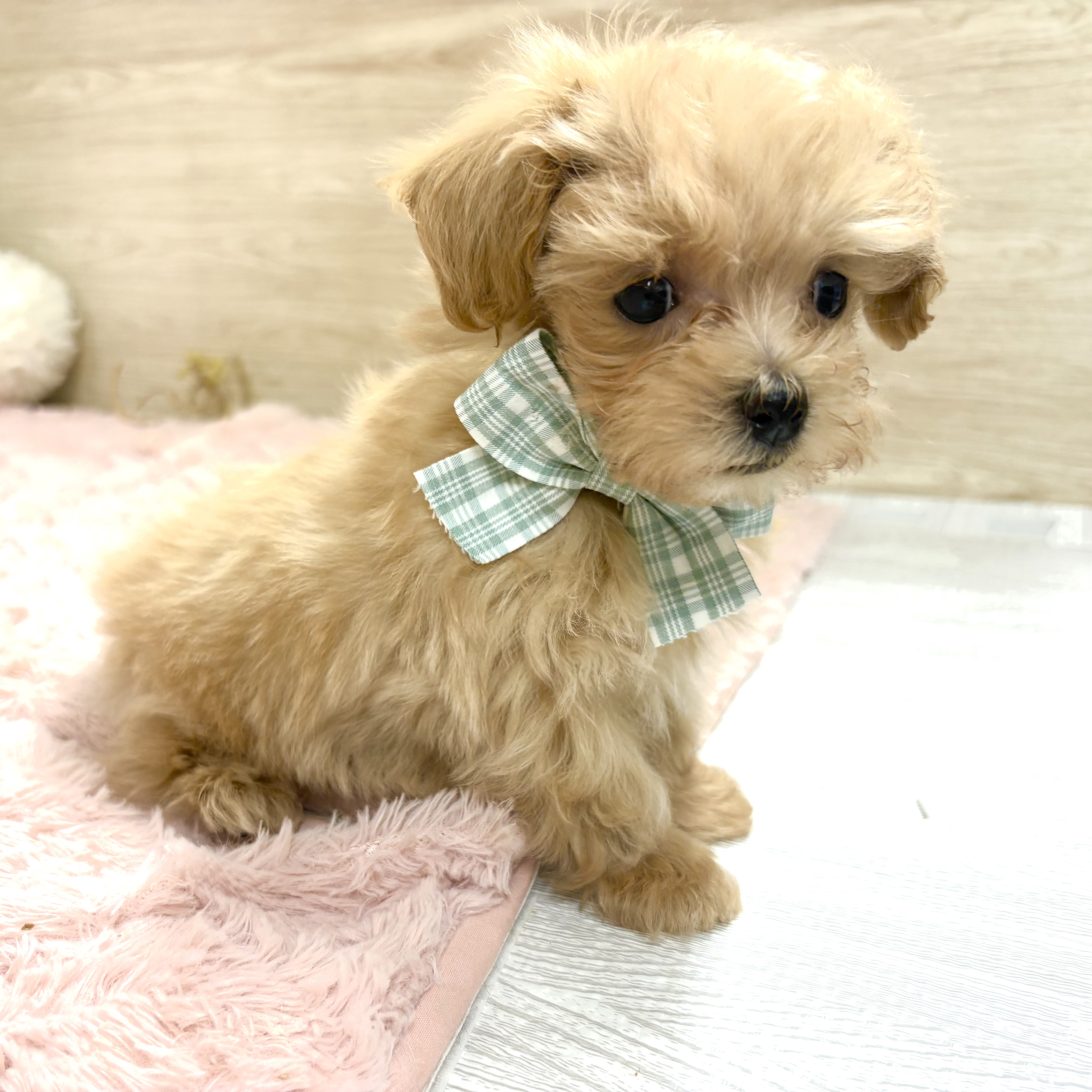 大阪府のマルプー(マルチーズ×プードル) (犬の家＆猫の里そよら東岸和田店/2025年10月7日生まれ/男の子/アプリコット)の子犬の4枚目の画像