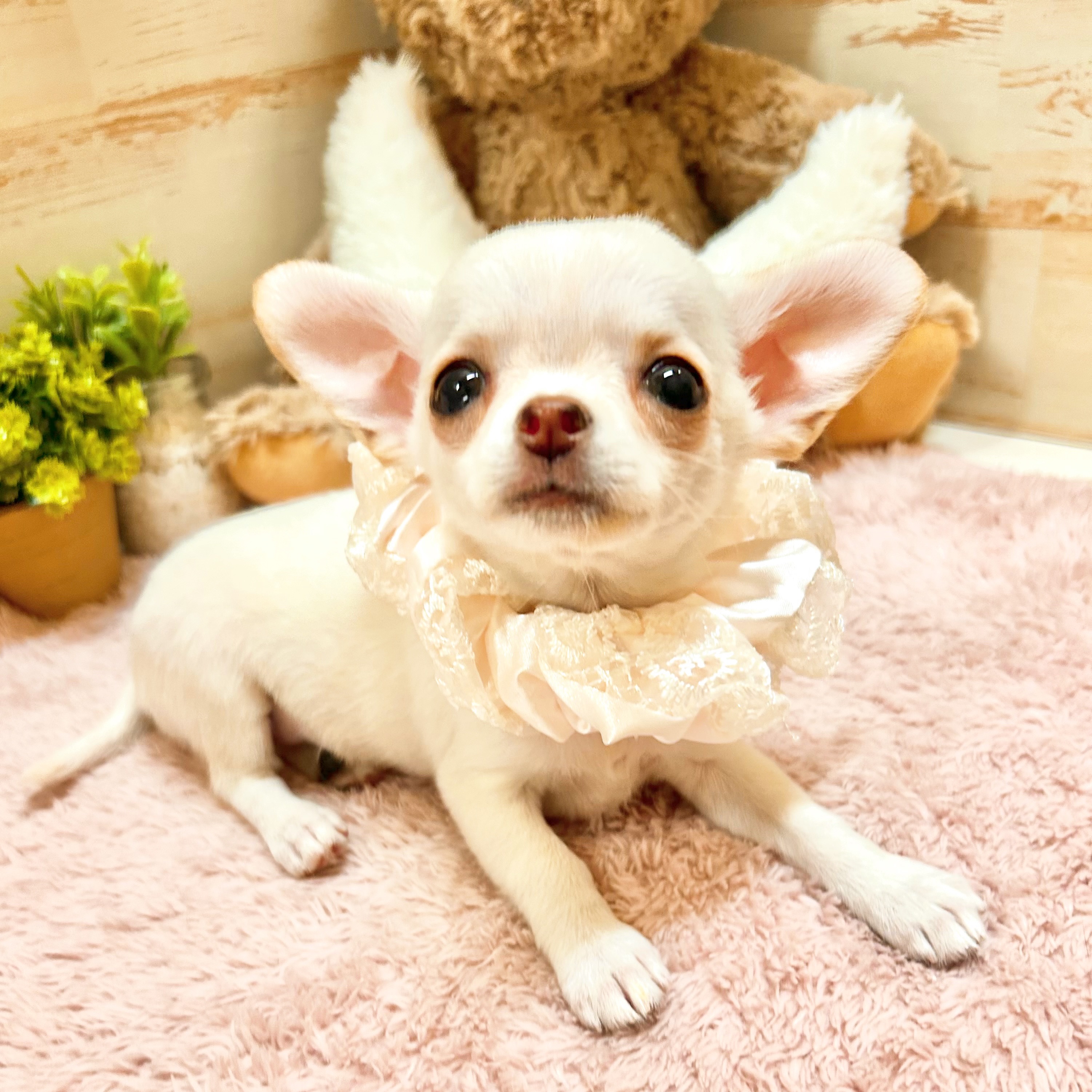 兵庫県のチワワ(スムース) (犬の家＆猫の里神戸店/2026年2月15日生まれ/女の子/クリーム)の子犬の4枚目の画像