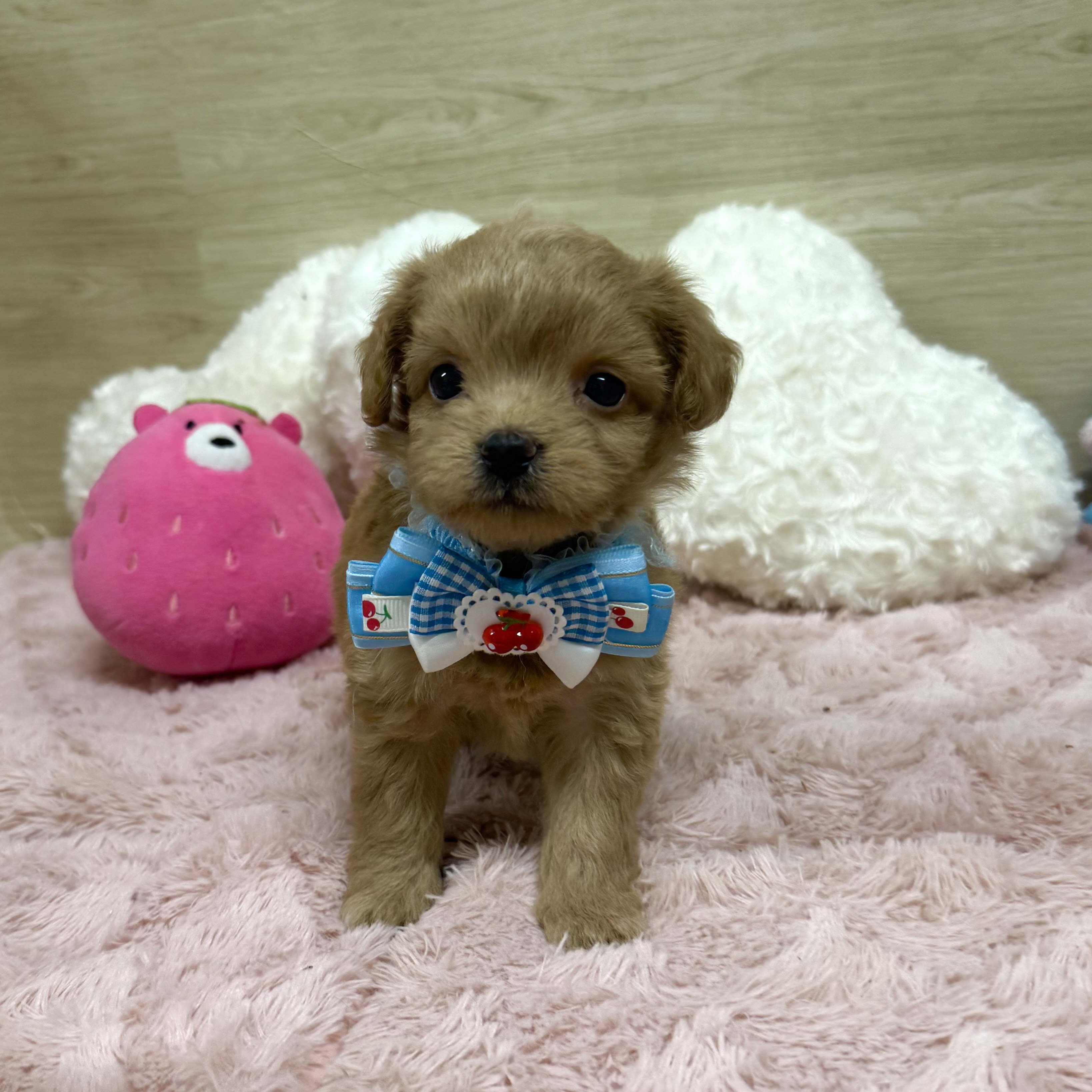 2025年8月28日生まれのチワプー/プーチー(チワワ×プードル)の4枚目の写真